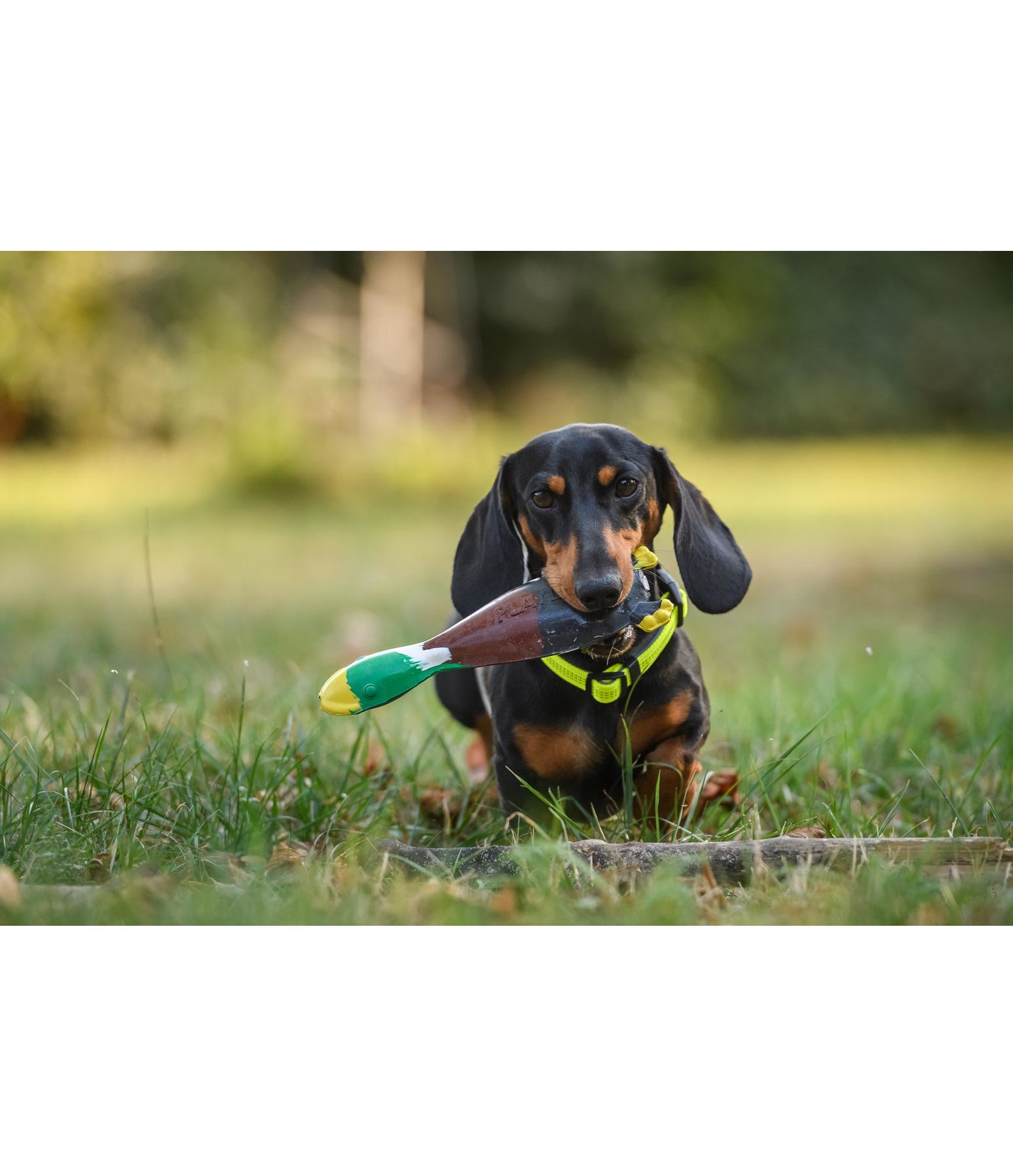 Funktions-Hundehalsband Jasper Reflective