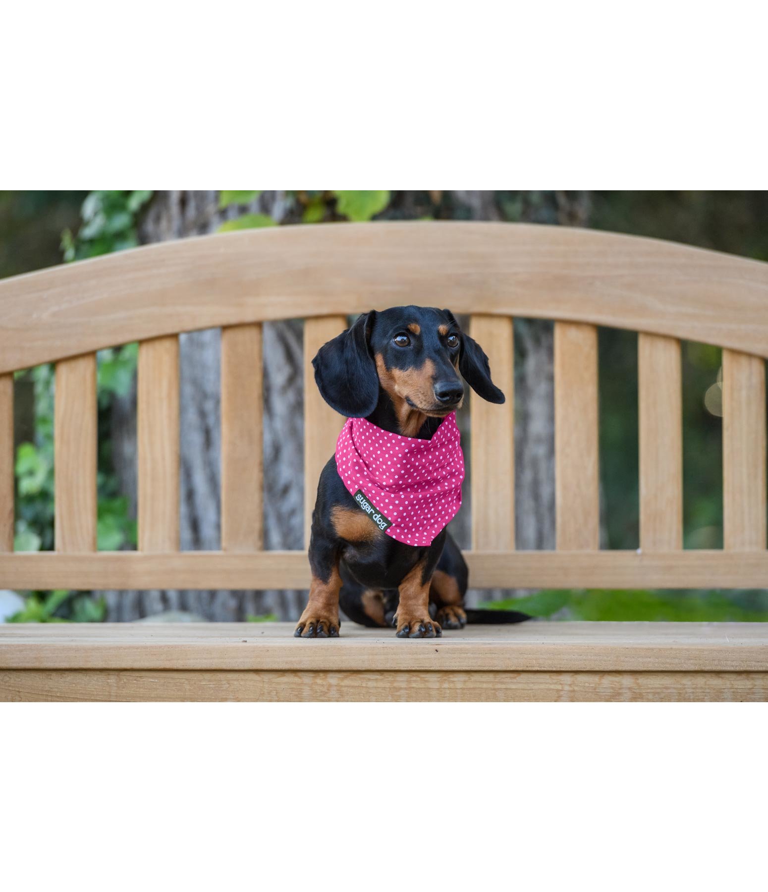 Hunde-Halstuch Eske