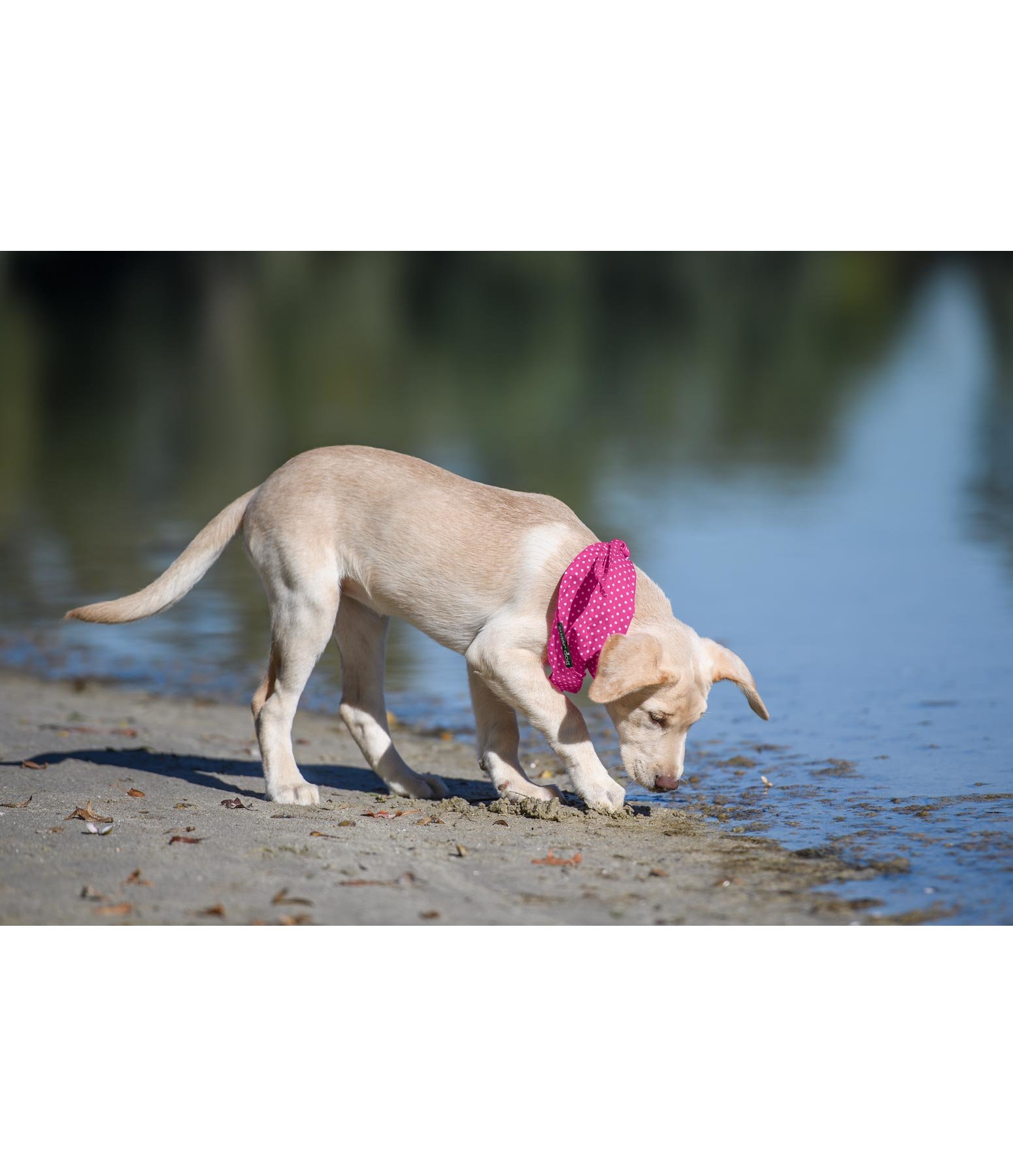 Hunde-Halstuch Eske