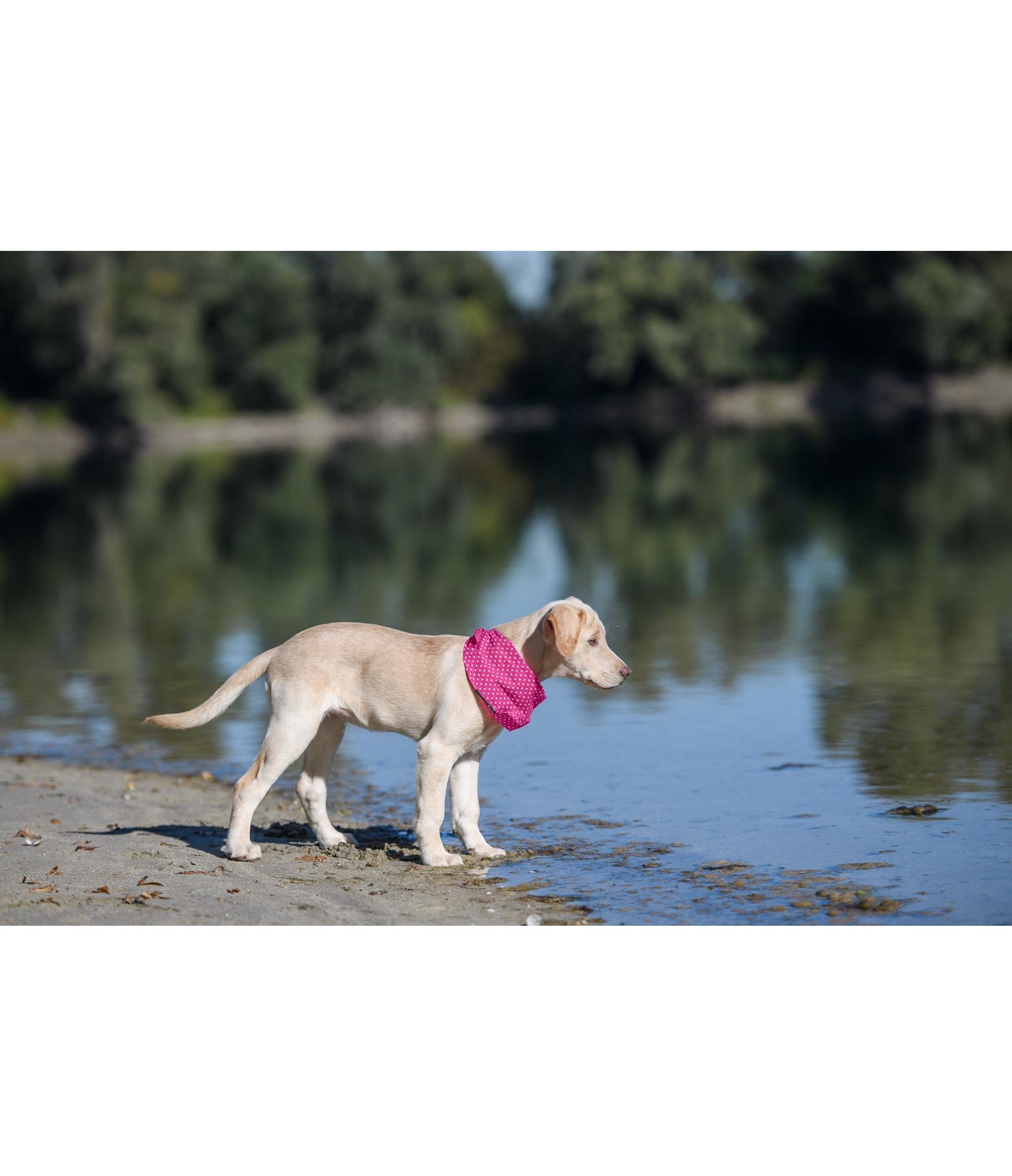 Hunde-Halstuch Eske