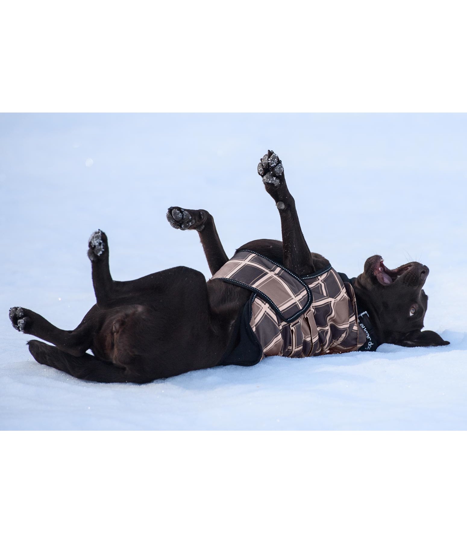 Hundemantel Ambra, 60 g