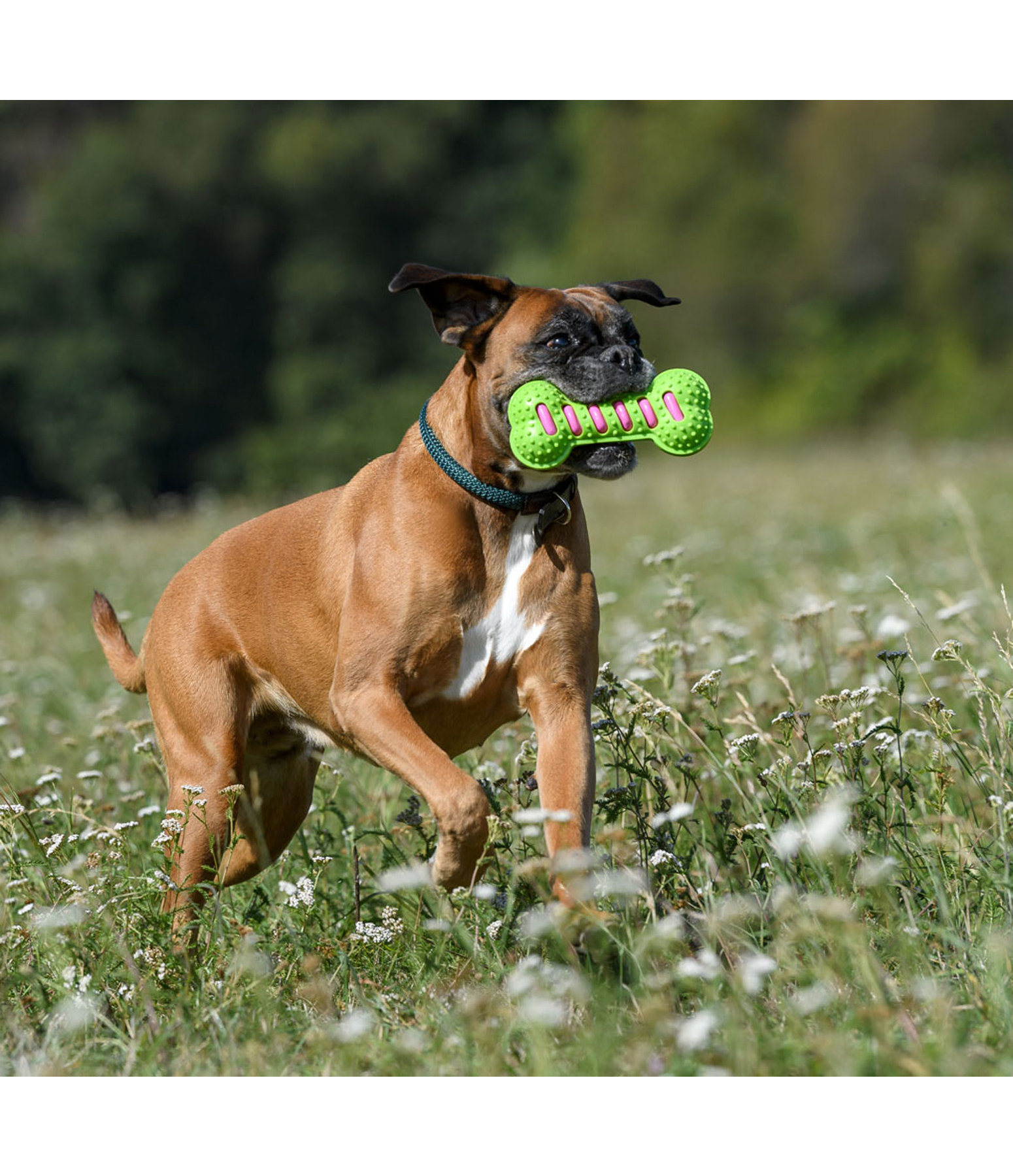 Hundeknochen Keep Me Busy mit Quietsche