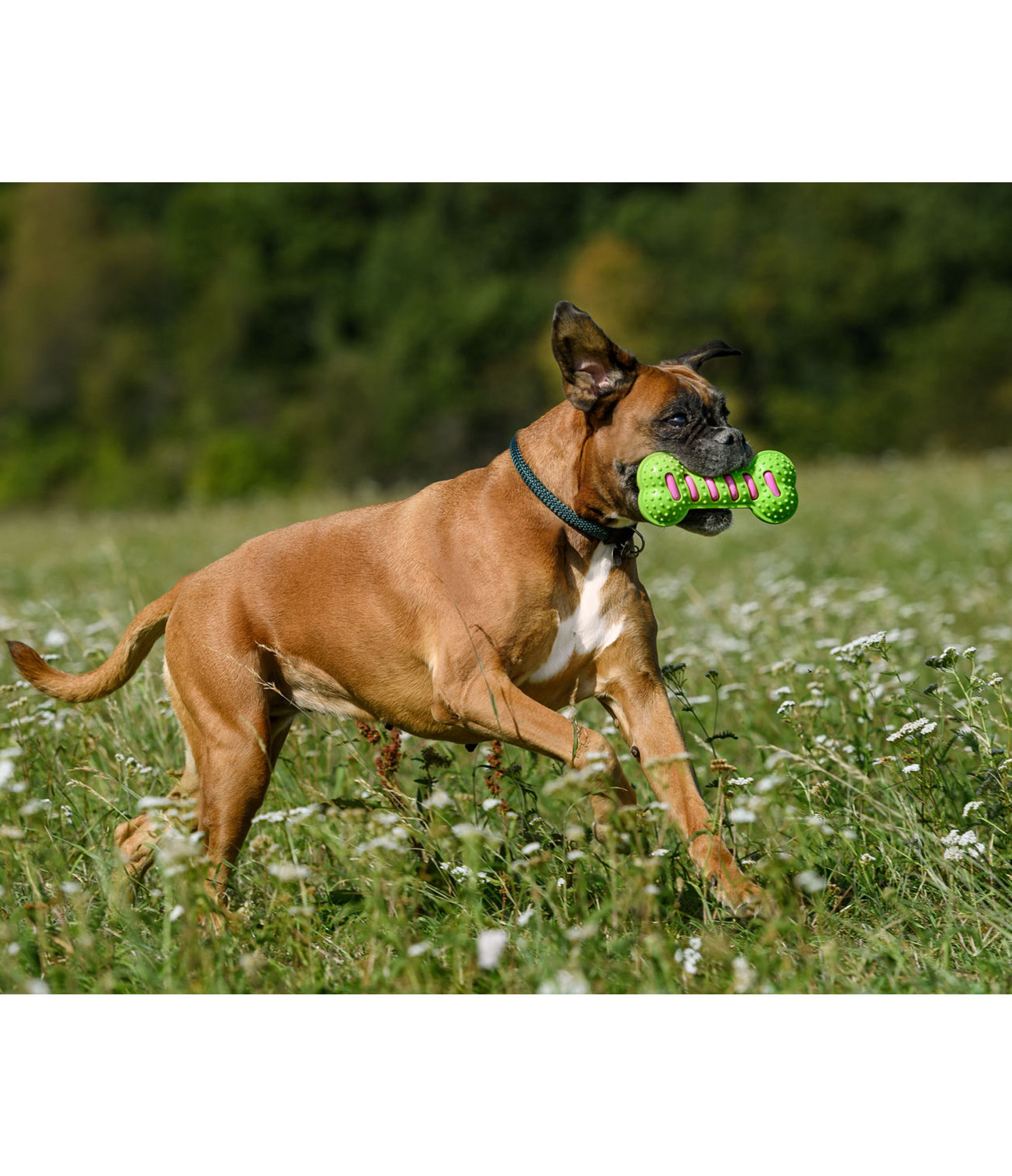 Hundeknochen Keep Me Busy mit Quietsche