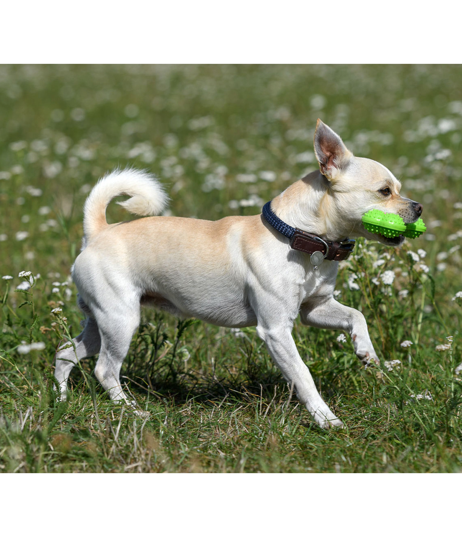 Hundeknochen Keep Me Busy mit Quietsche