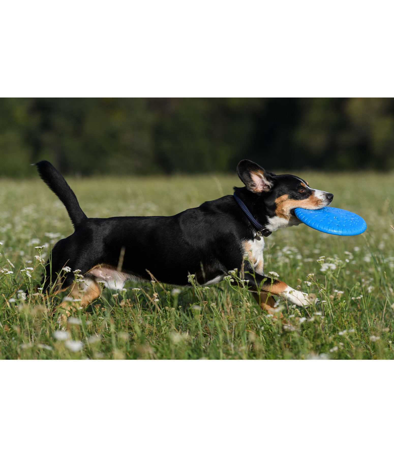 Hunde-Frisbee Runaway