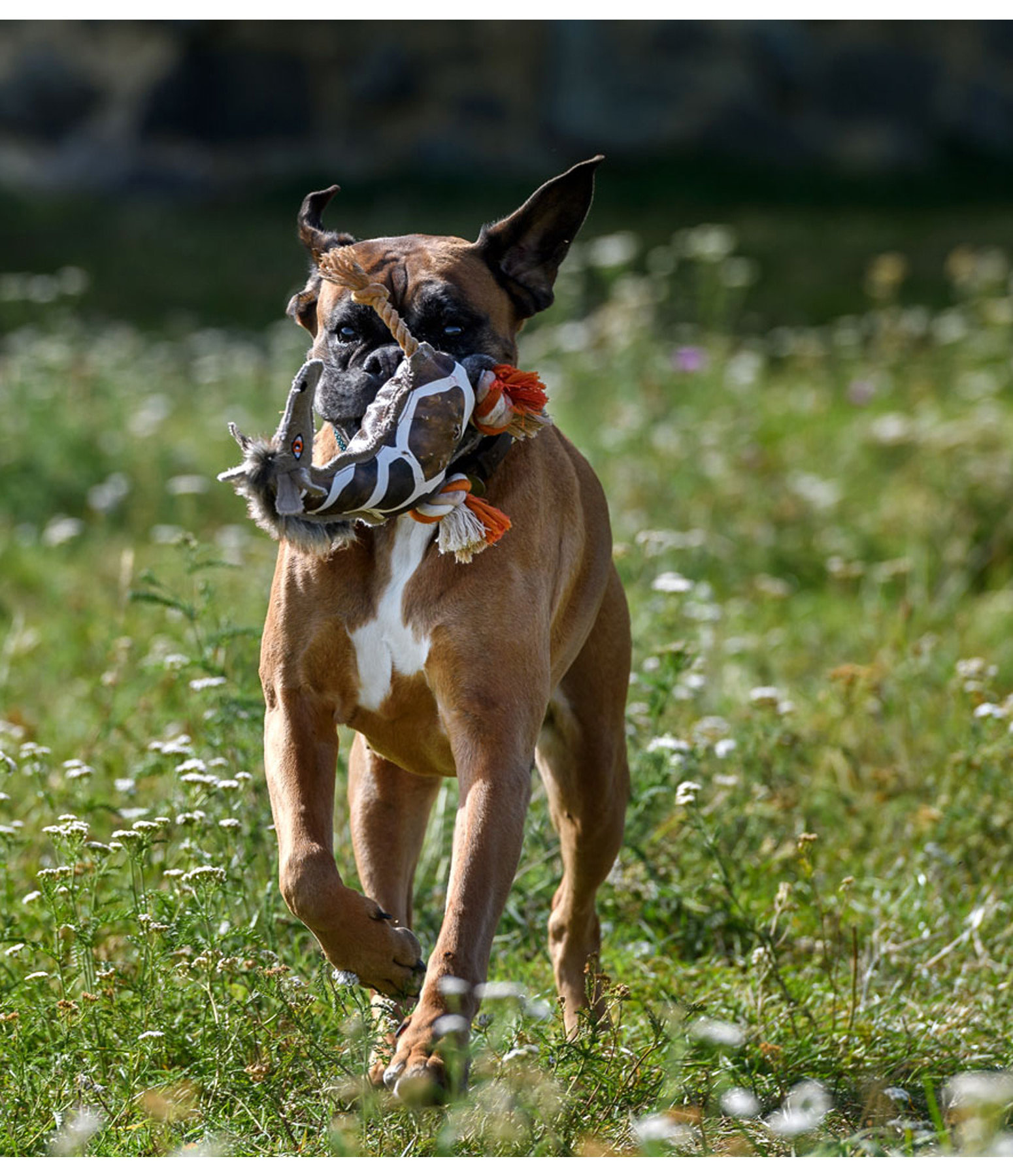 Hundespielzeug Giraffe Gina