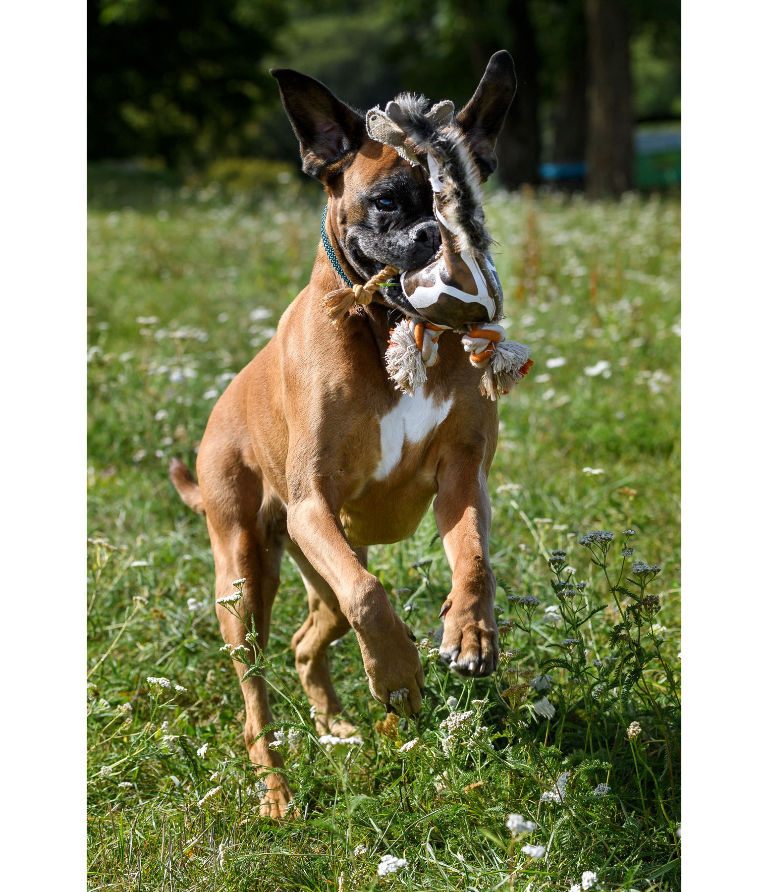 Hundespielzeug Giraffe Gina