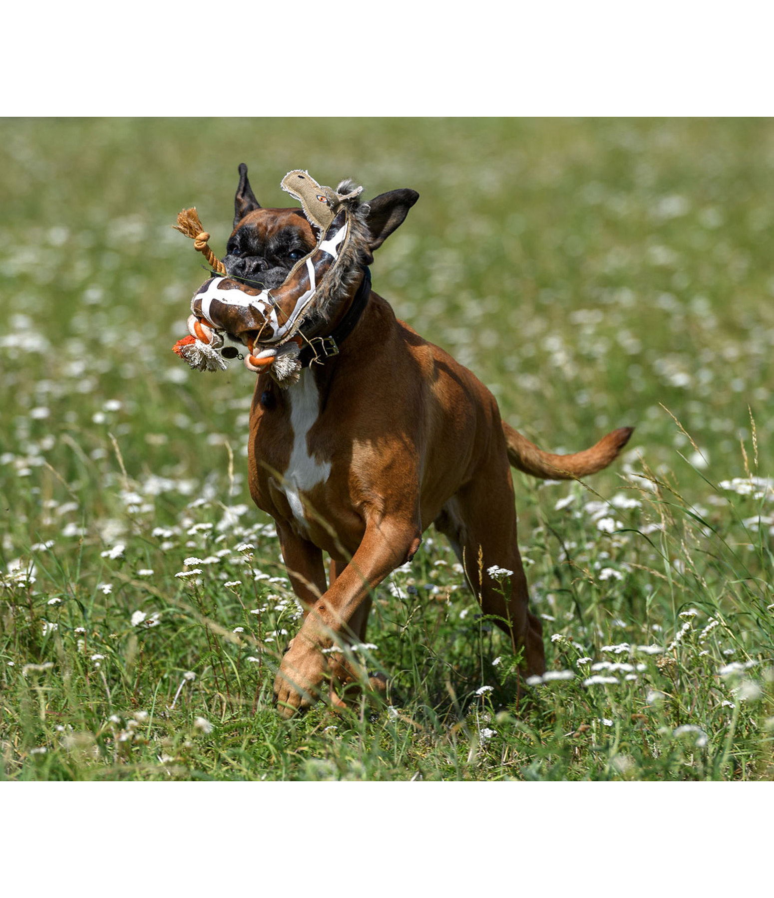 Hundespielzeug Giraffe Gina