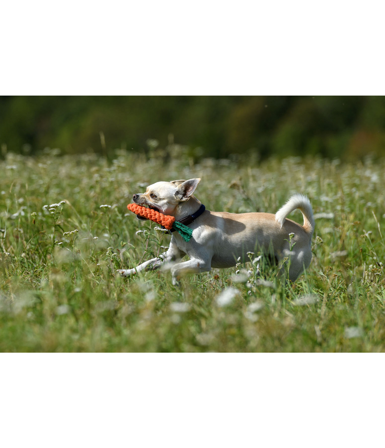 Tauspielzeug Carrot