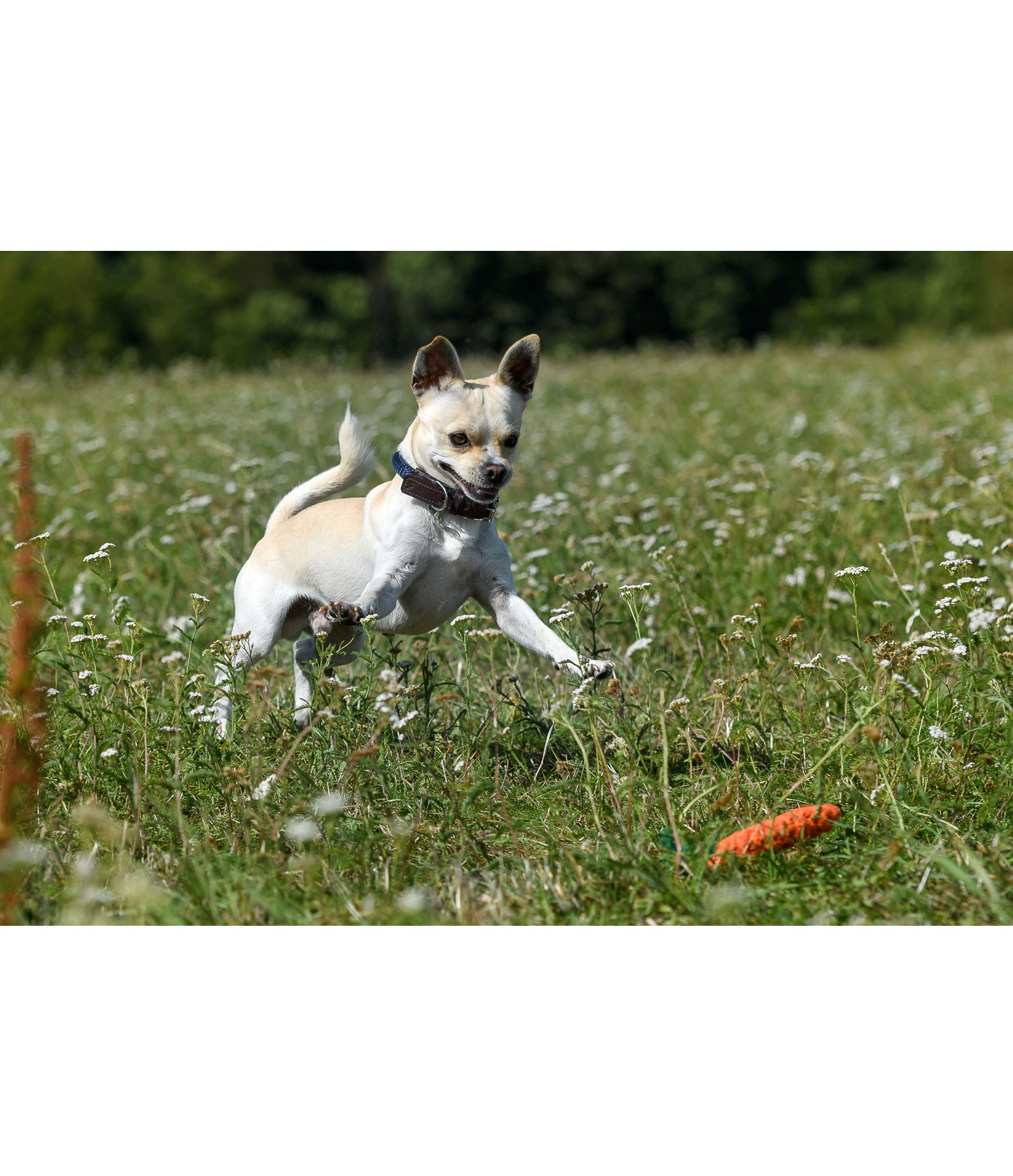 Tauspielzeug Carrot