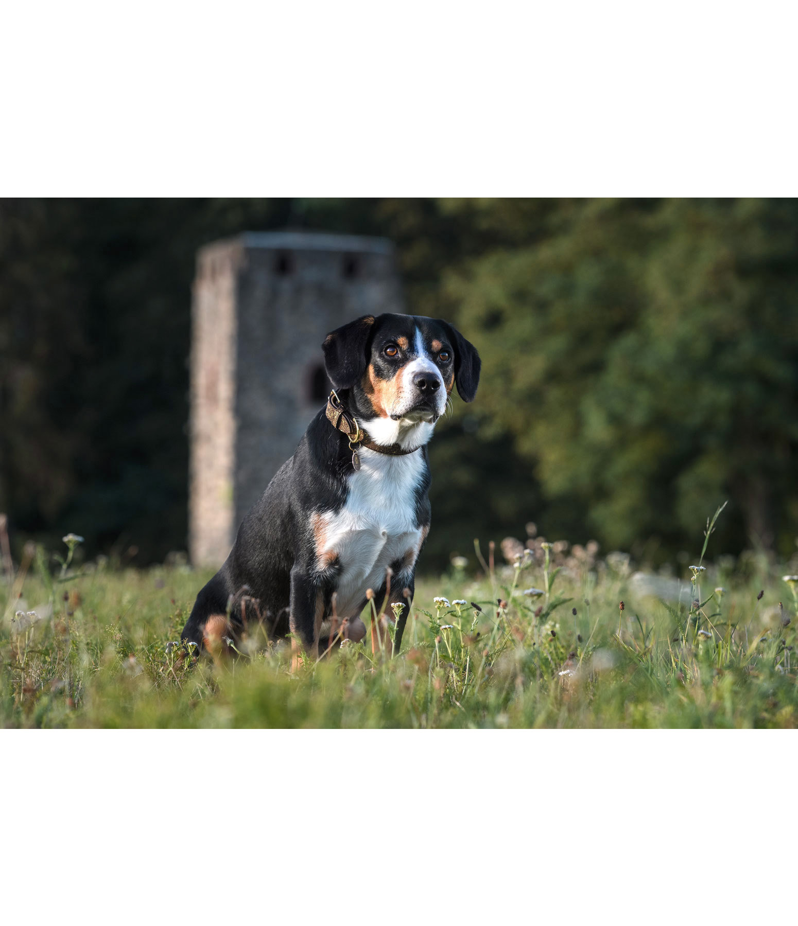 Leder-Hundehalsband Mystic Vibes