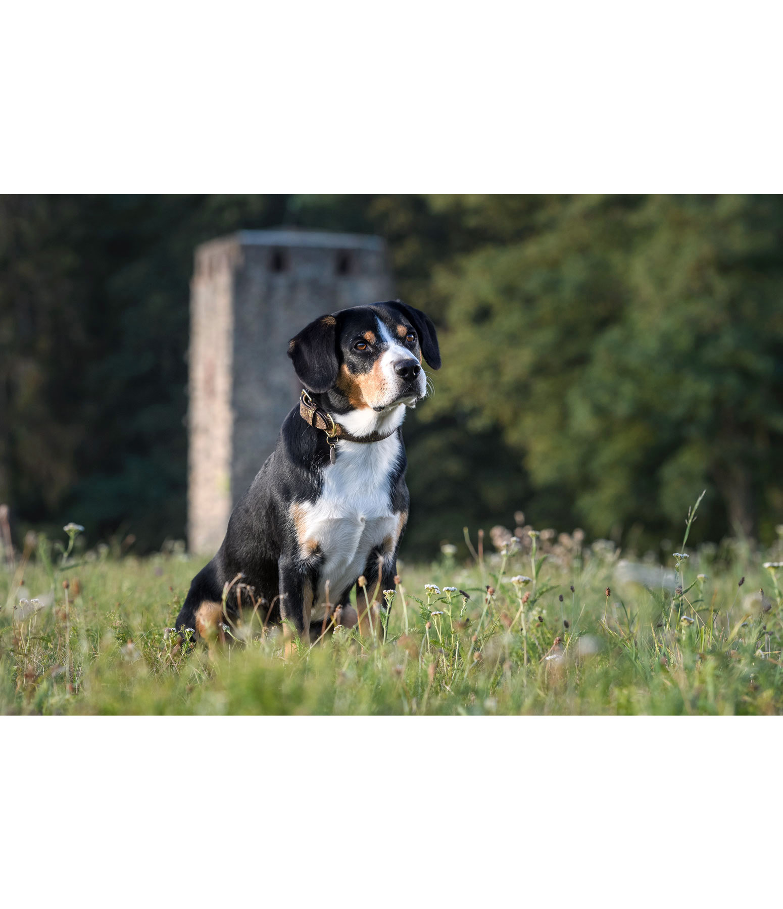 Leder-Hundehalsband Mystic Vibes