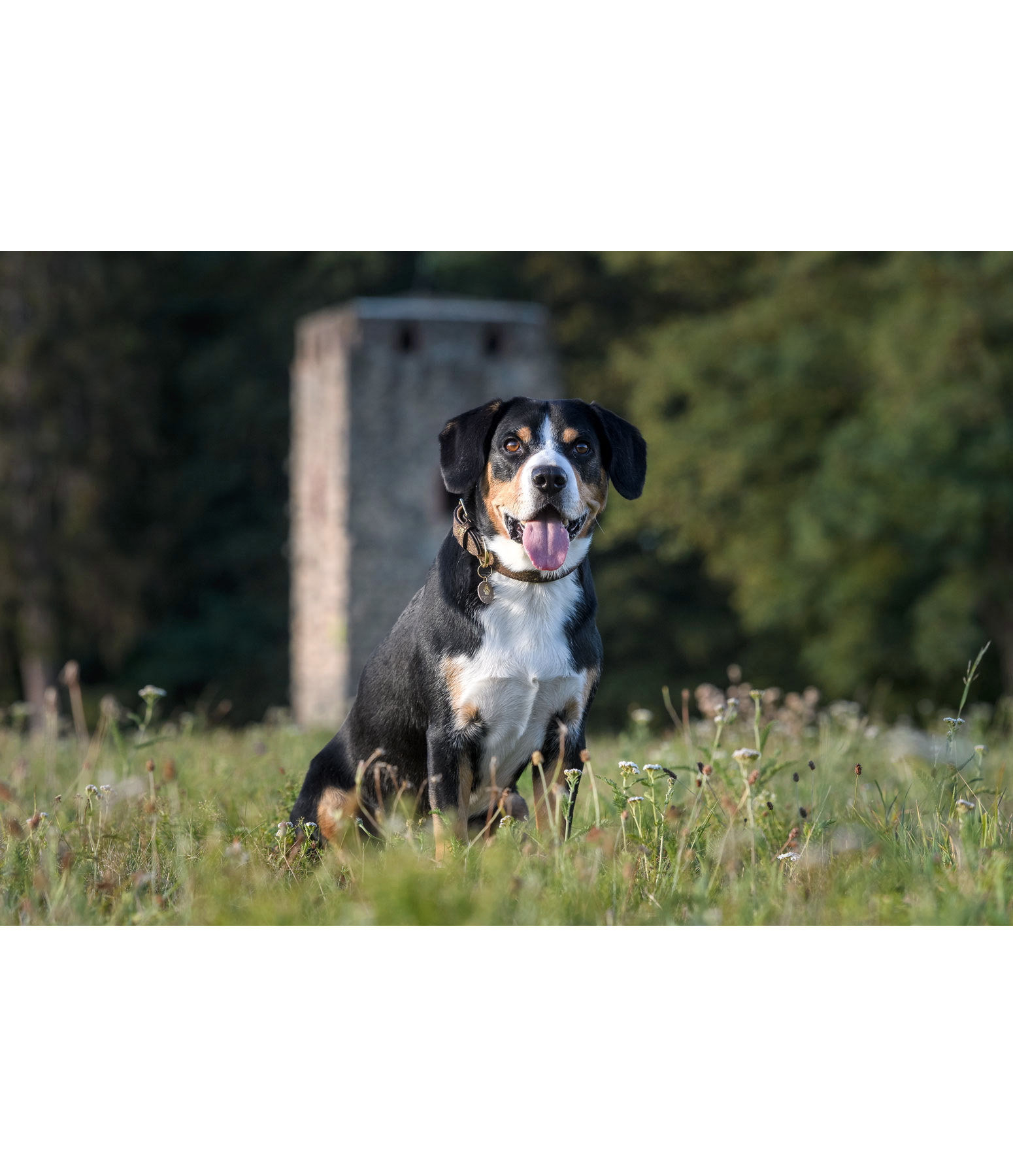 Leder-Hundehalsband Mystic Vibes