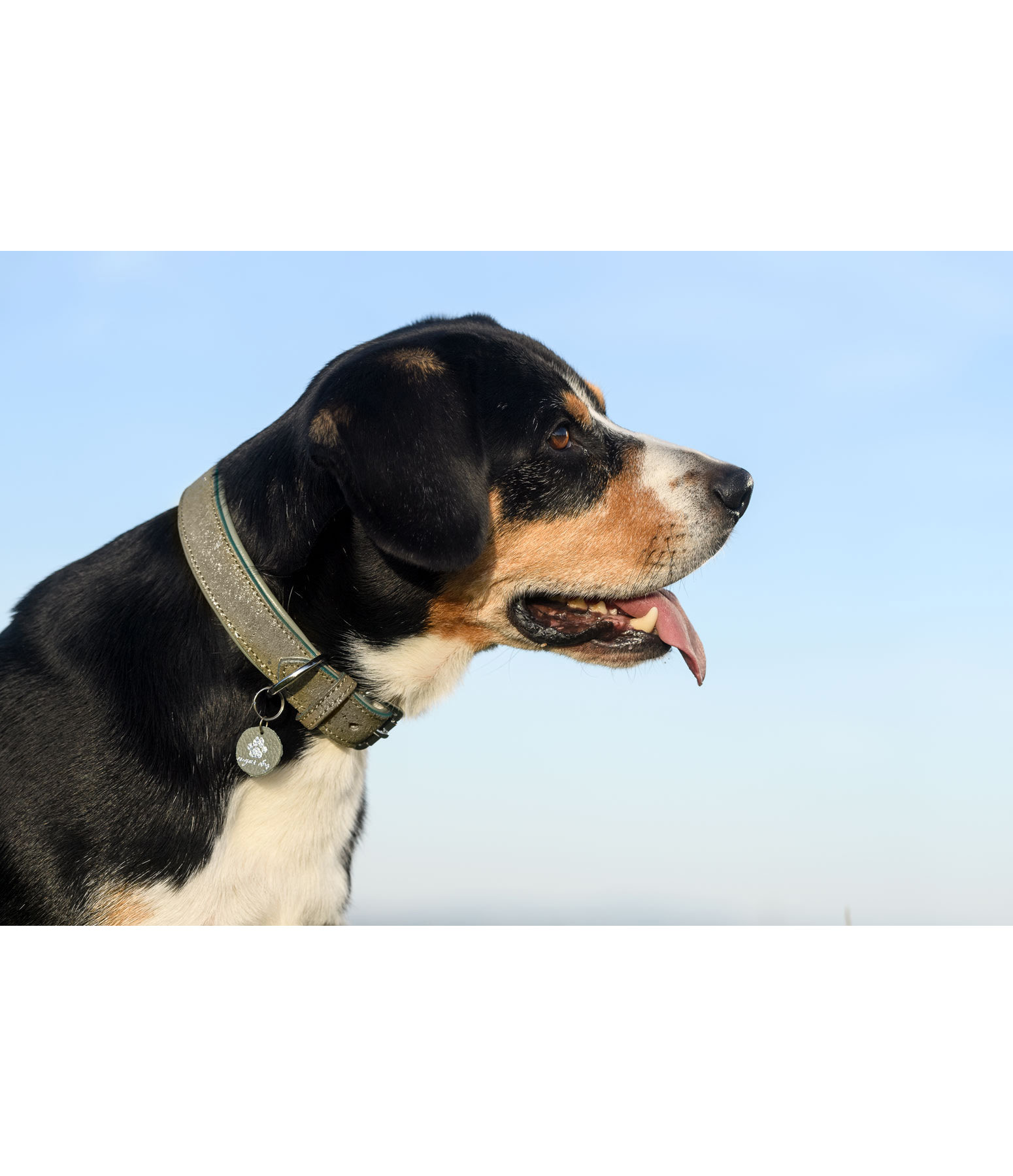 Leder-Hundehalsband Mystic Vibes