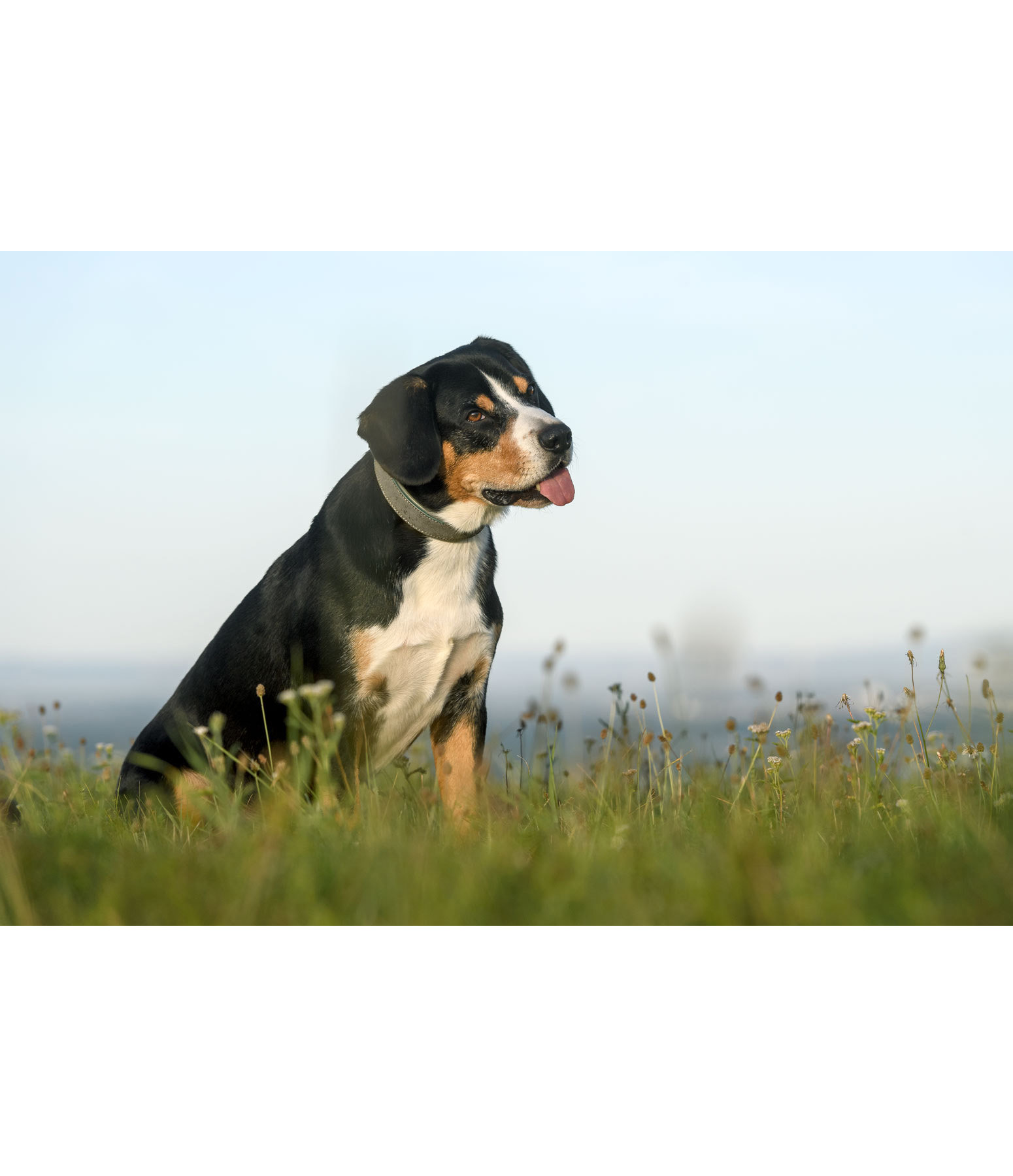 Leder-Hundehalsband Mystic Vibes