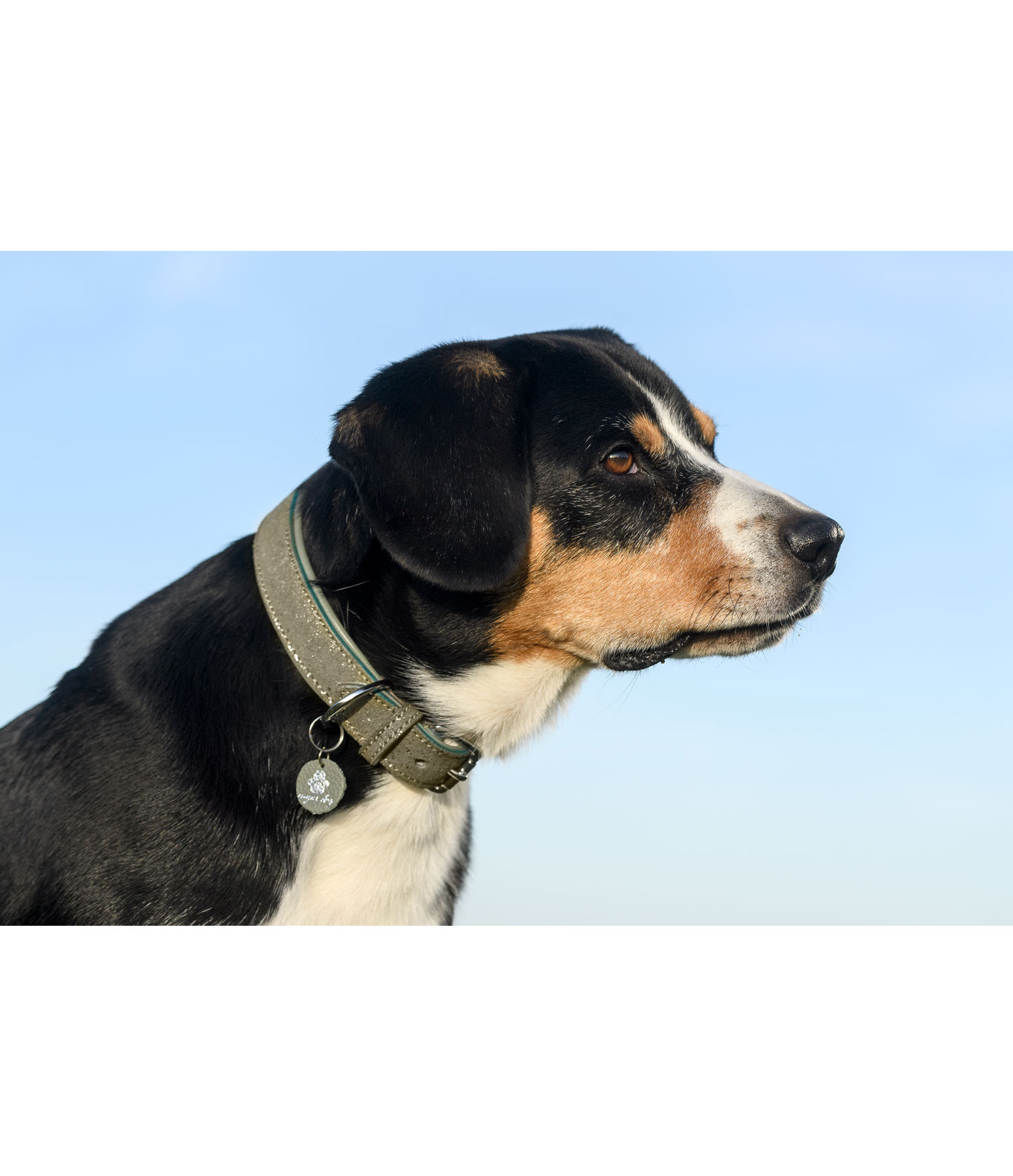 Leder-Hundehalsband Mystic Vibes