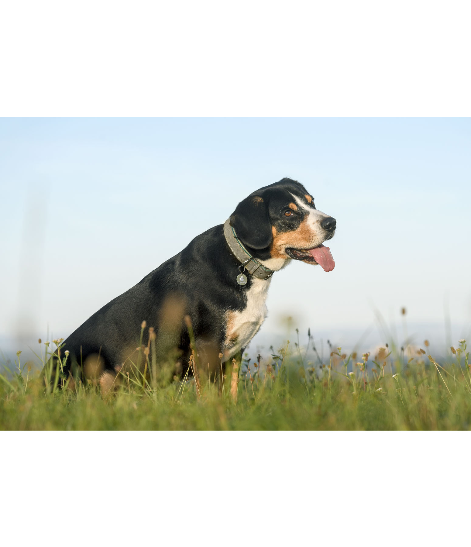 Leder-Hundehalsband Mystic Vibes