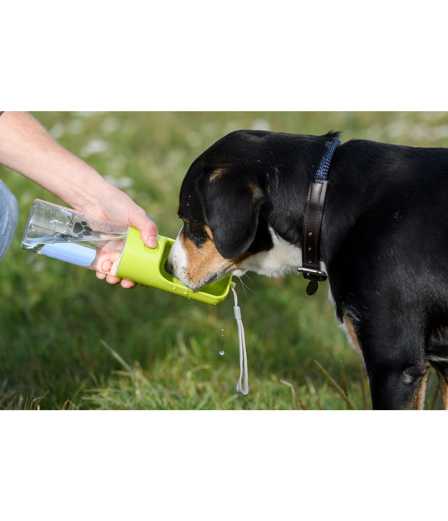 Hunde-Reisetrinkflasche Wanderlust