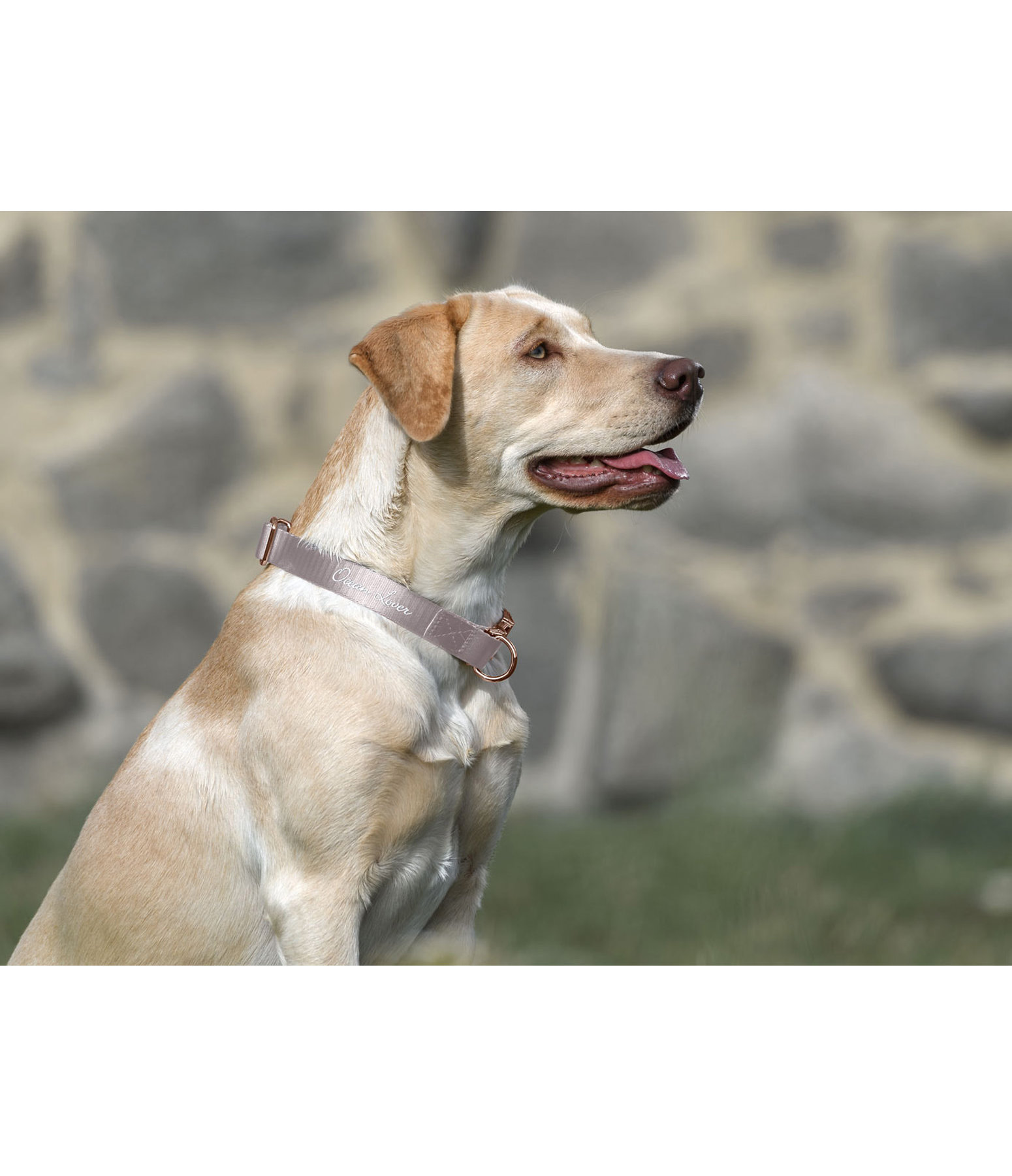 Hundehalsband Mermaid