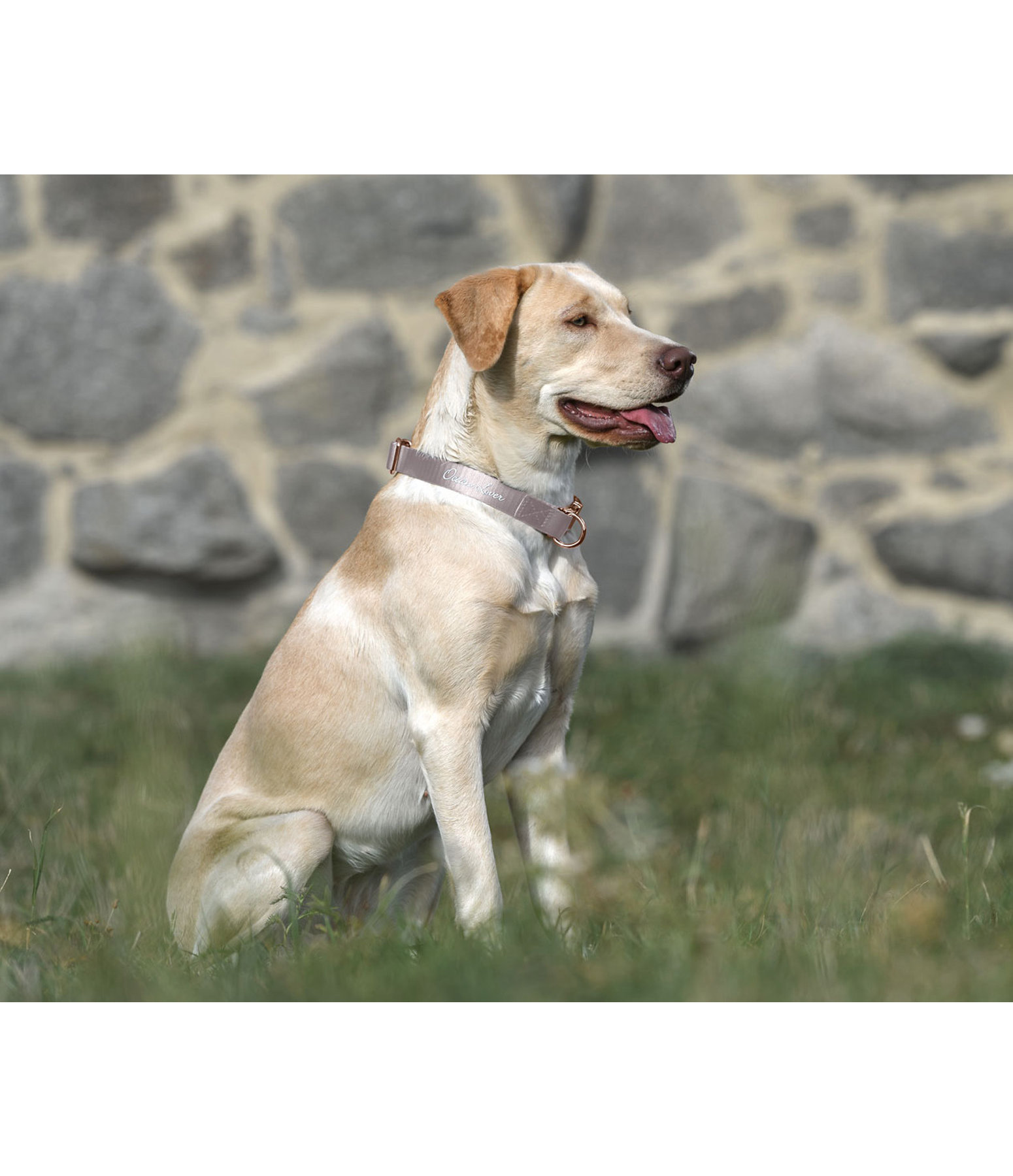 Hundehalsband Mermaid