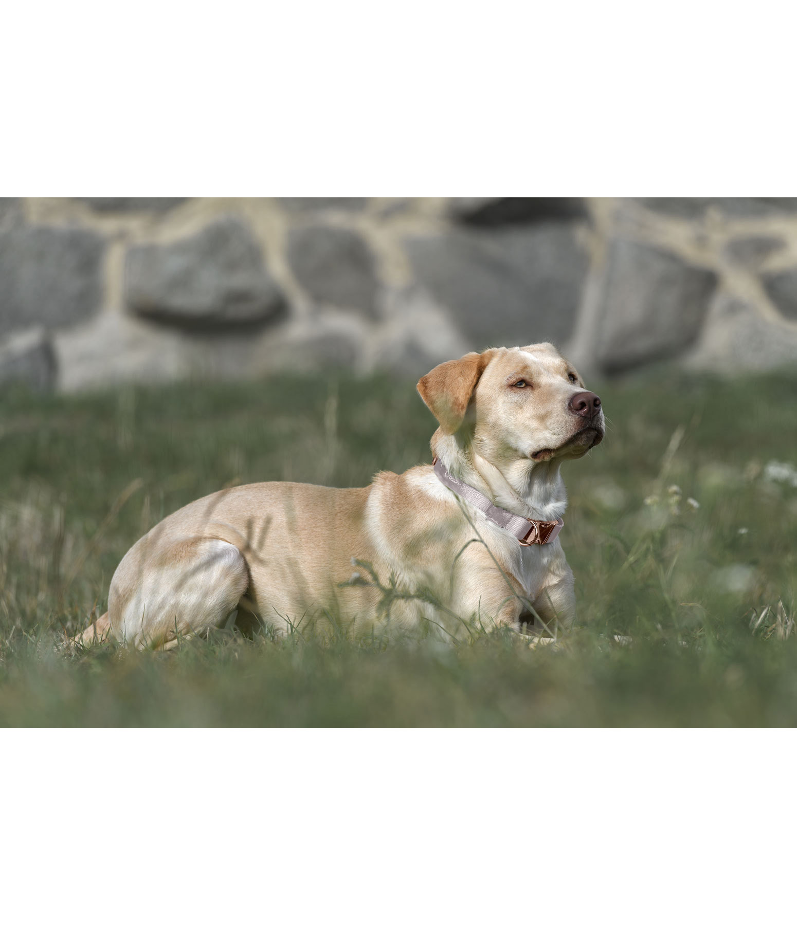 Hundehalsband Mermaid