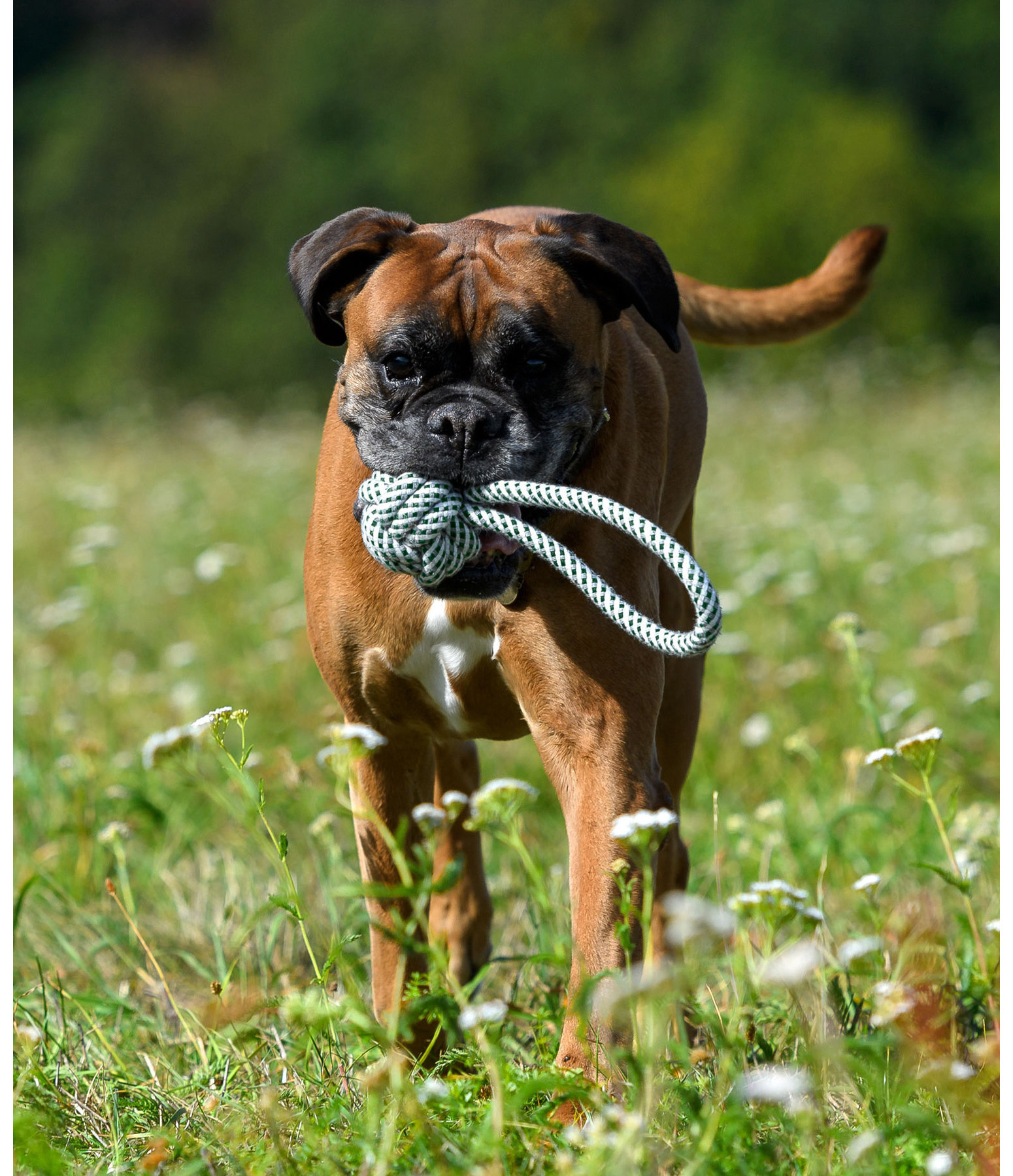 Tau-Hundespielzeug Hilde