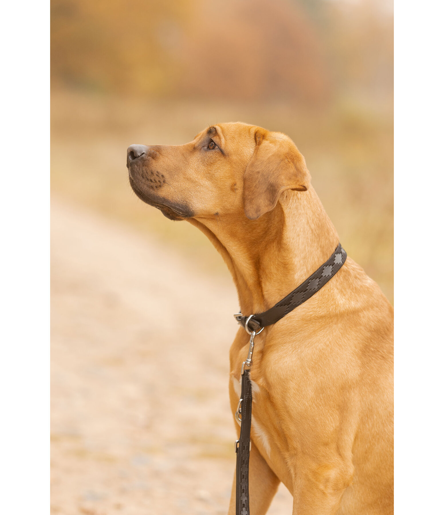 Set: Leder-Hundehalsband und -leine Polo Sports