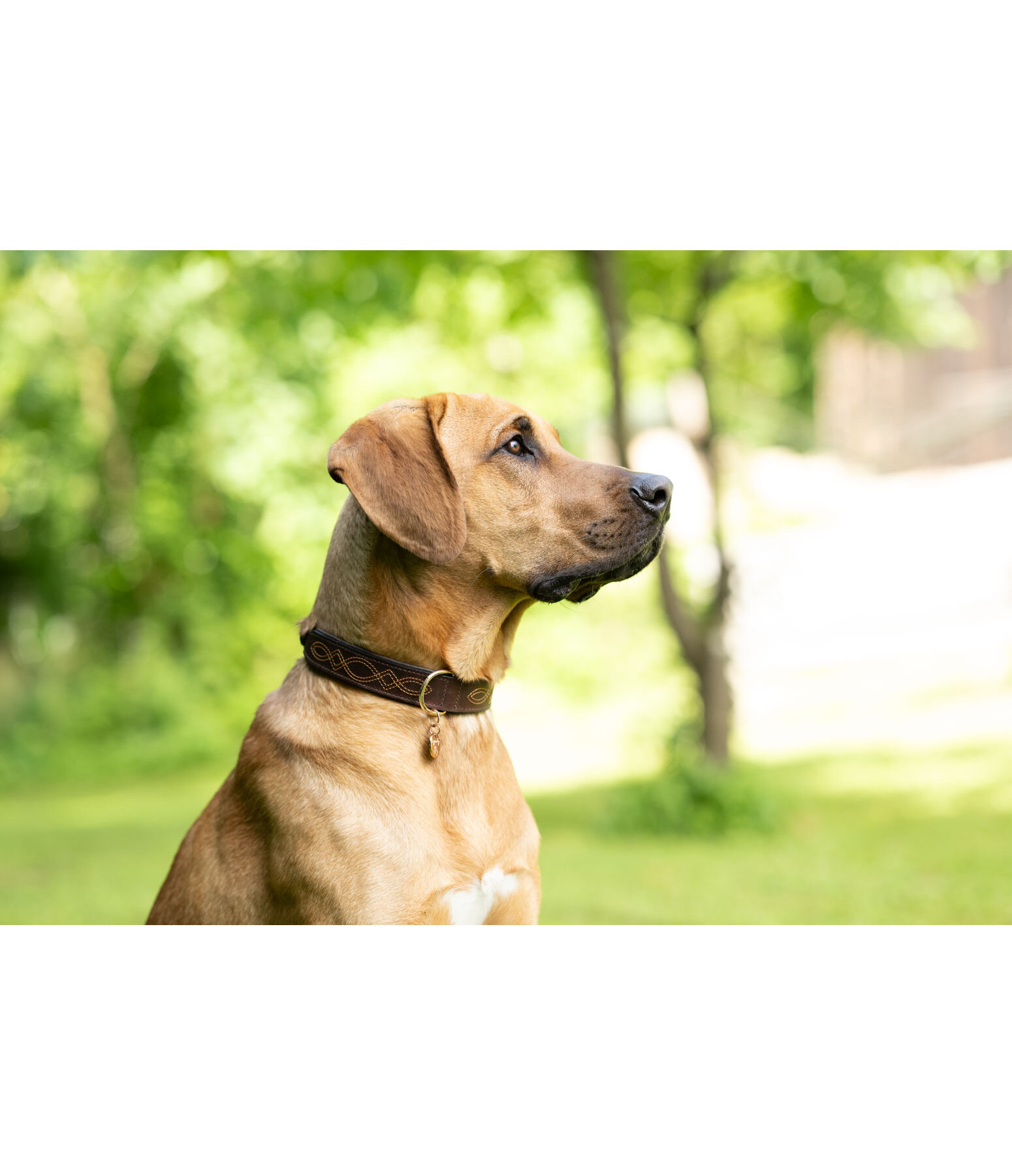 Leder-Hundehalsband Livorno