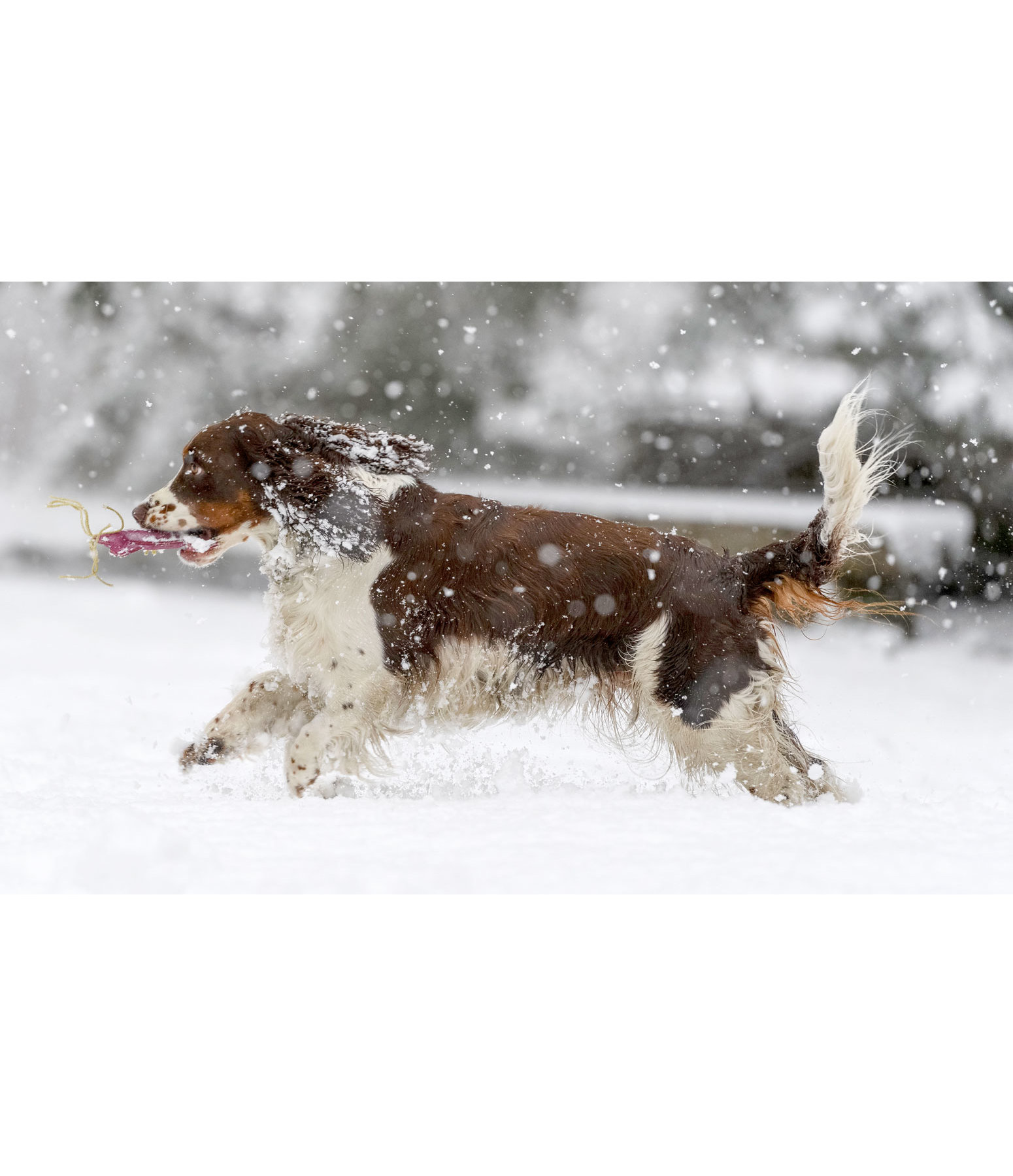 Hundespielzeug Einhorn Melody