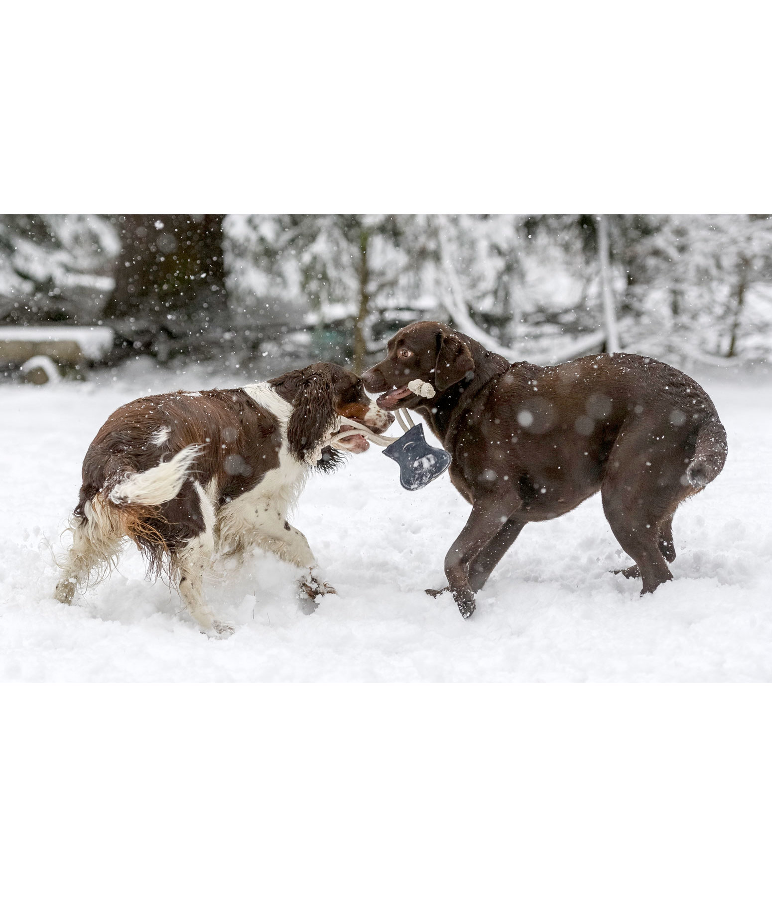 Hundespielzeug Krake Kiki