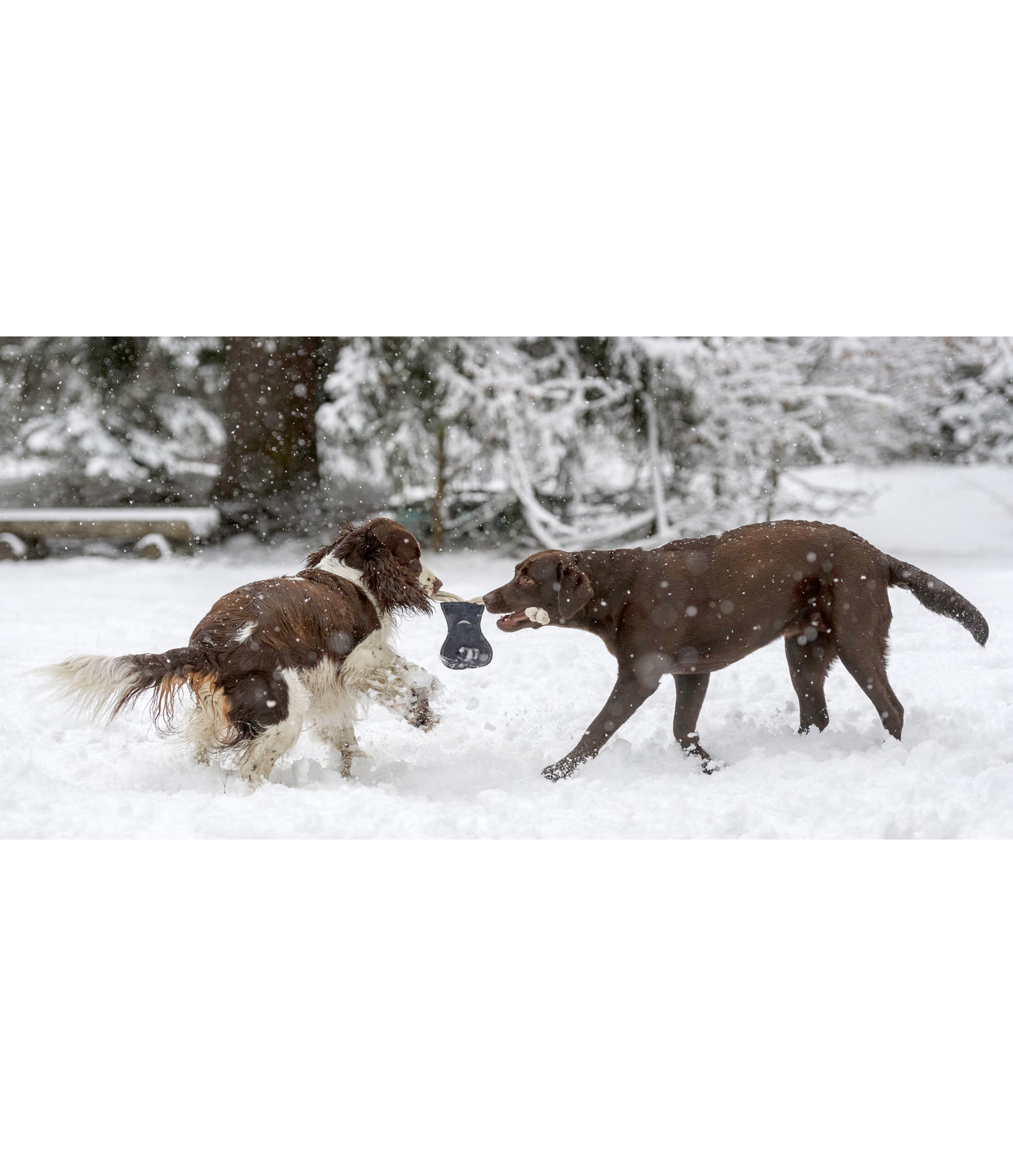 Hundespielzeug Krake Kiki