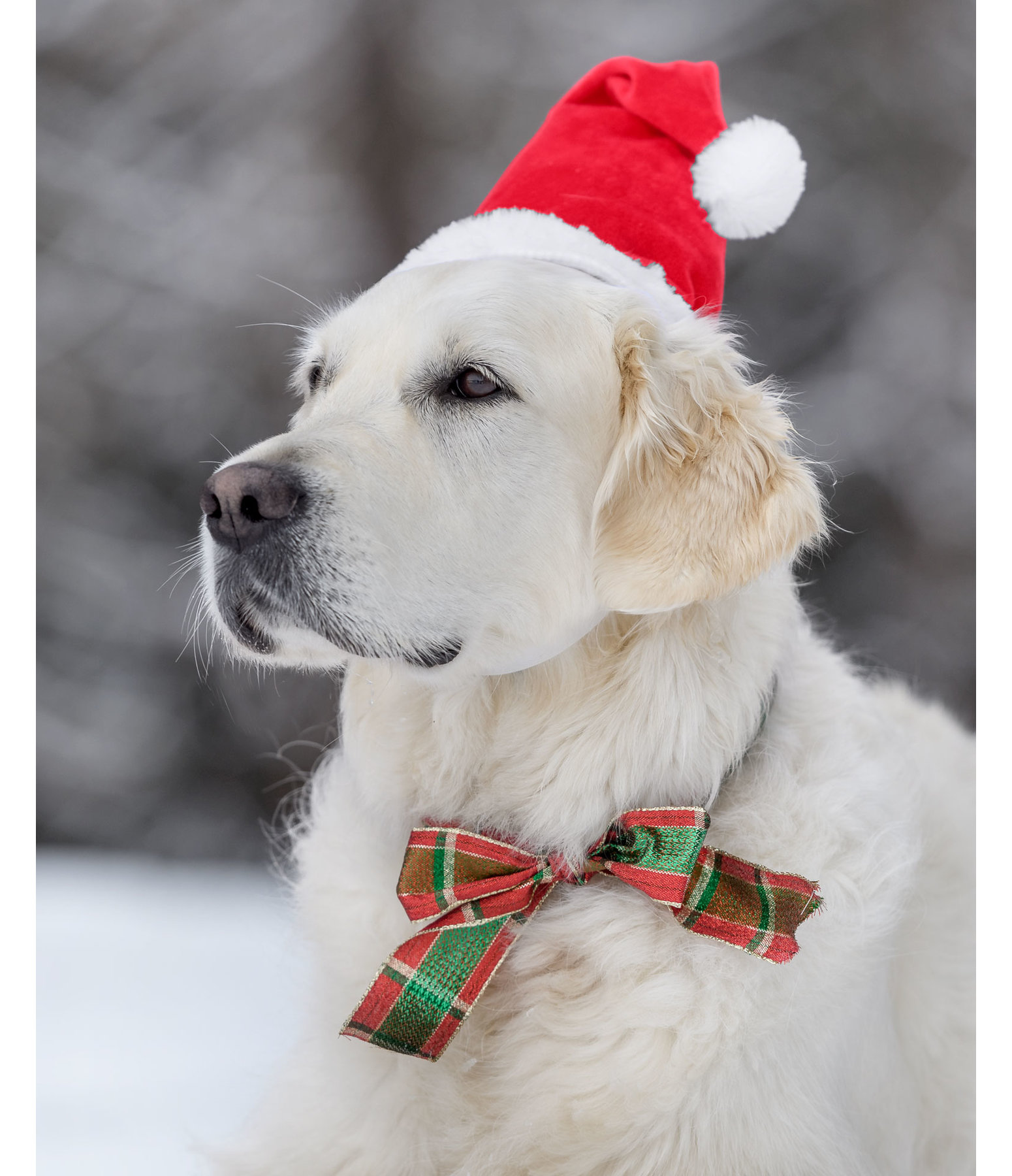 Weihnachtsmütze Santa für Hunde