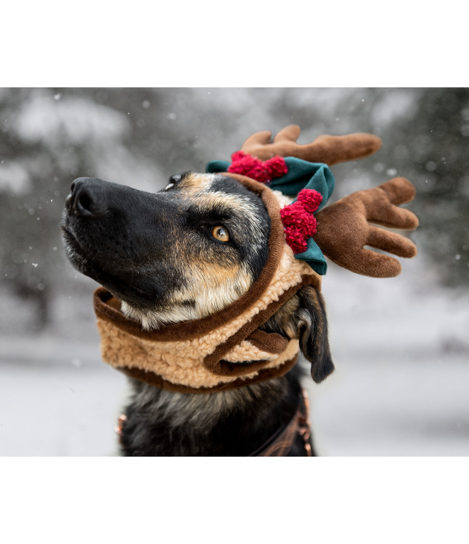 Weihnachtsgeweih Rudolph für Hunde