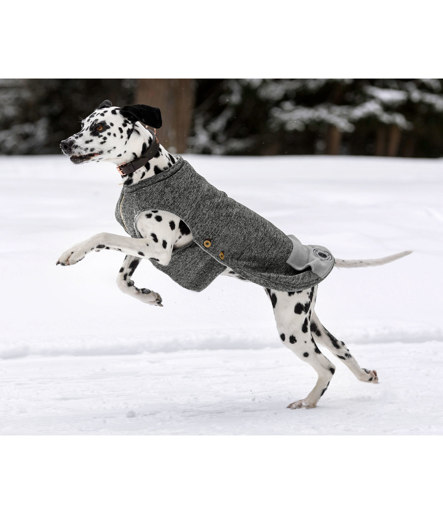 Hunde-Pullover Seb