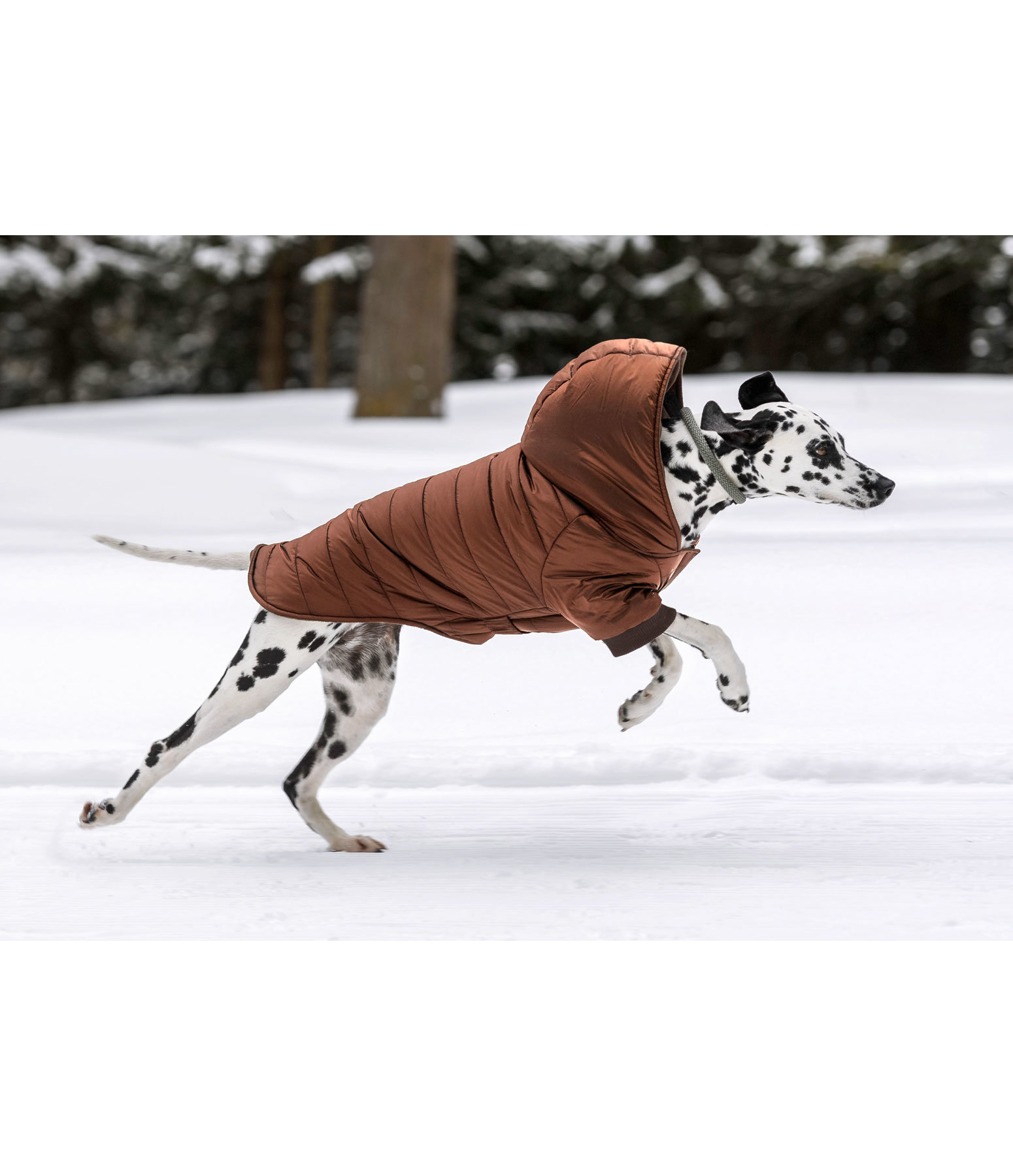 Lightweight Steppjacke Scottie, 200 g