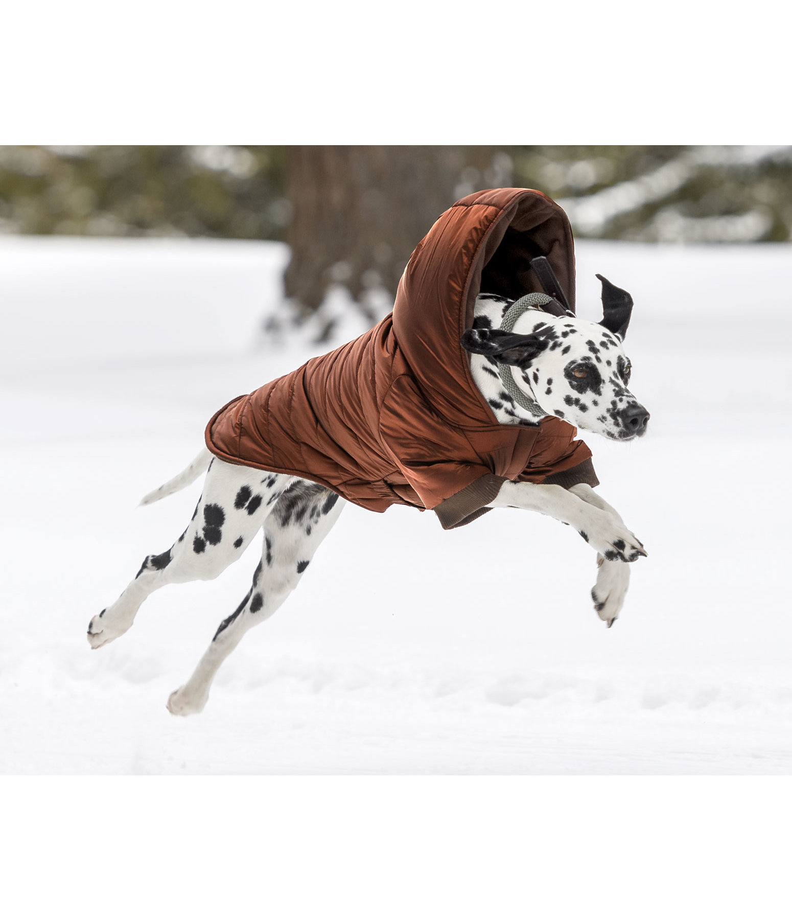 Lightweight Steppjacke Scottie, 200 g
