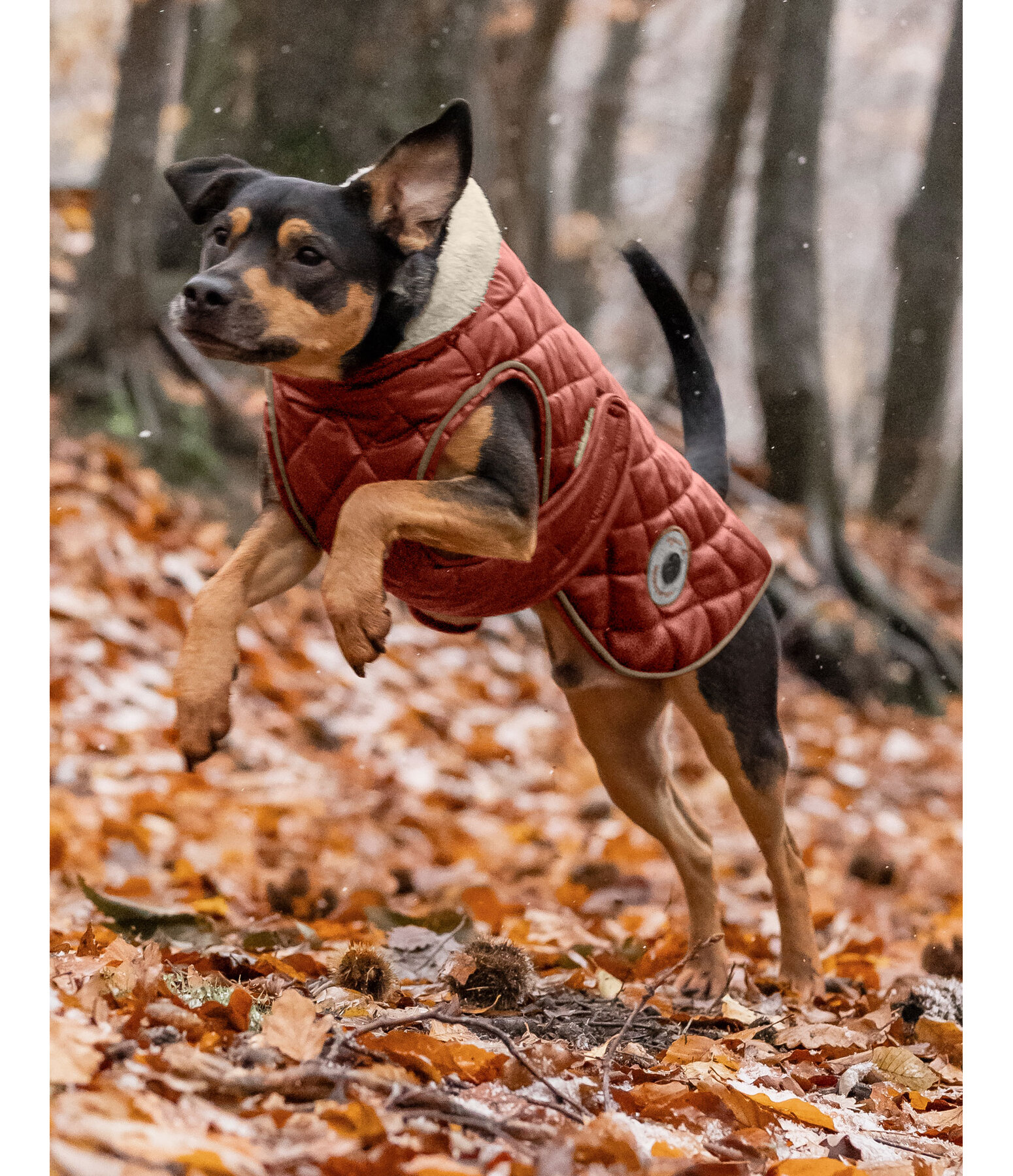 Hundemantel Archie mit Teddyfleece-Innenfutter, 160 g