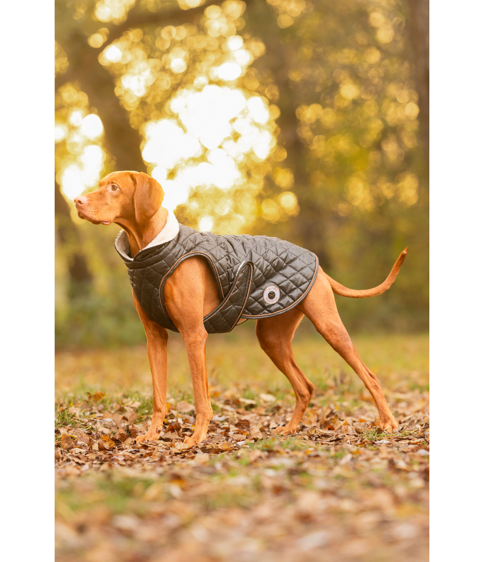 Hundemantel Archie mit Teddyfleece-Innenfutter, 160 g