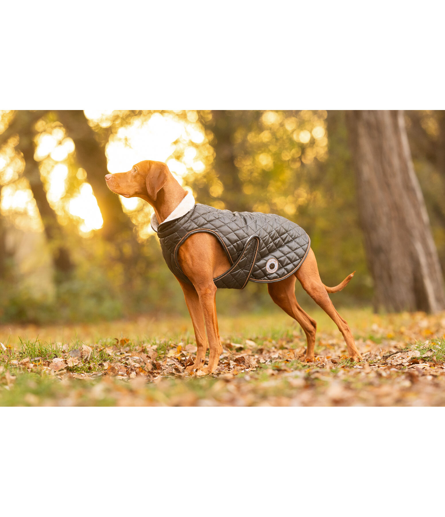 Hundemantel Archie mit Teddyfleece-Innenfutter, 160 g