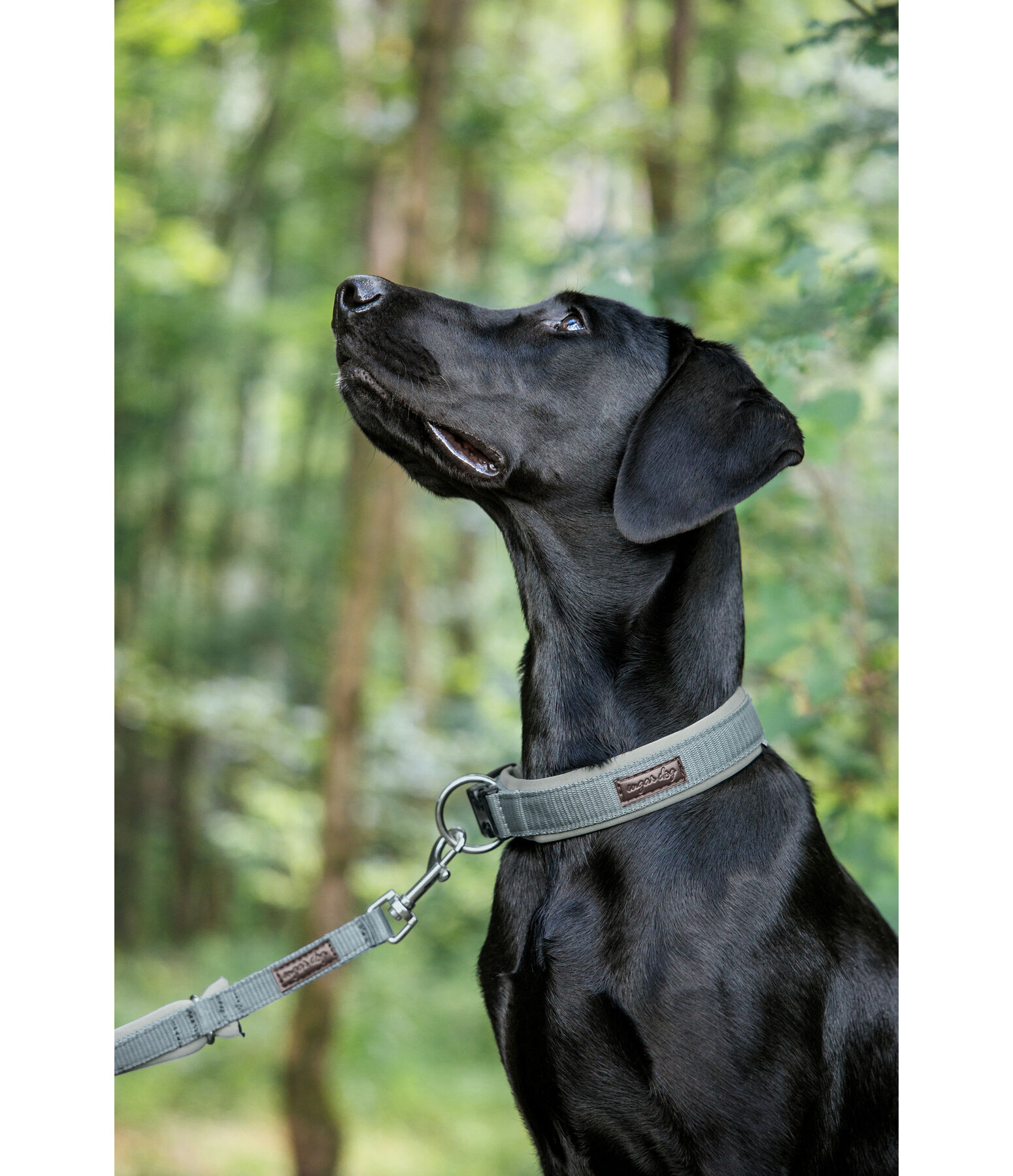 Hundehalsband Becks