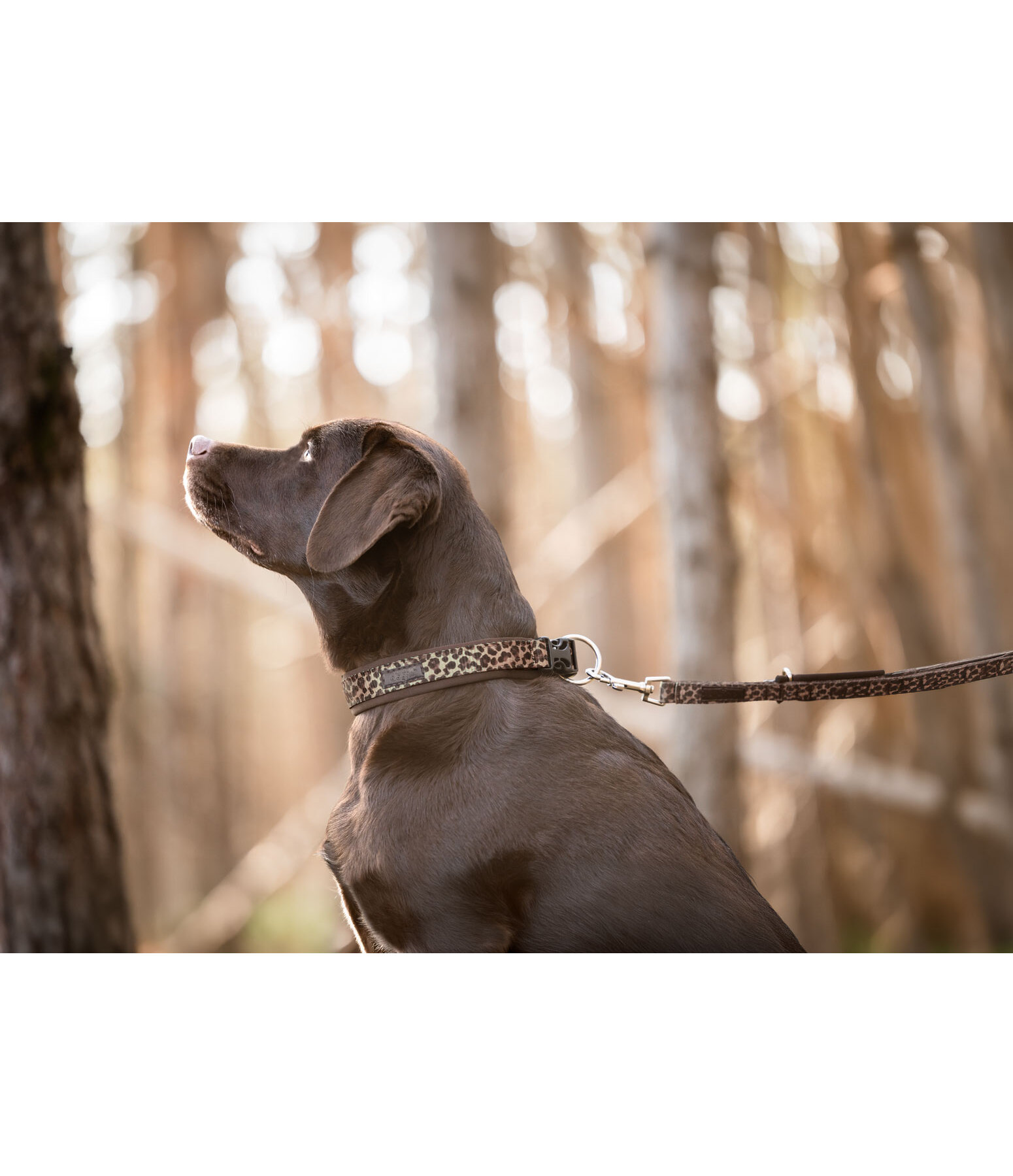 Hundehalsband Becks