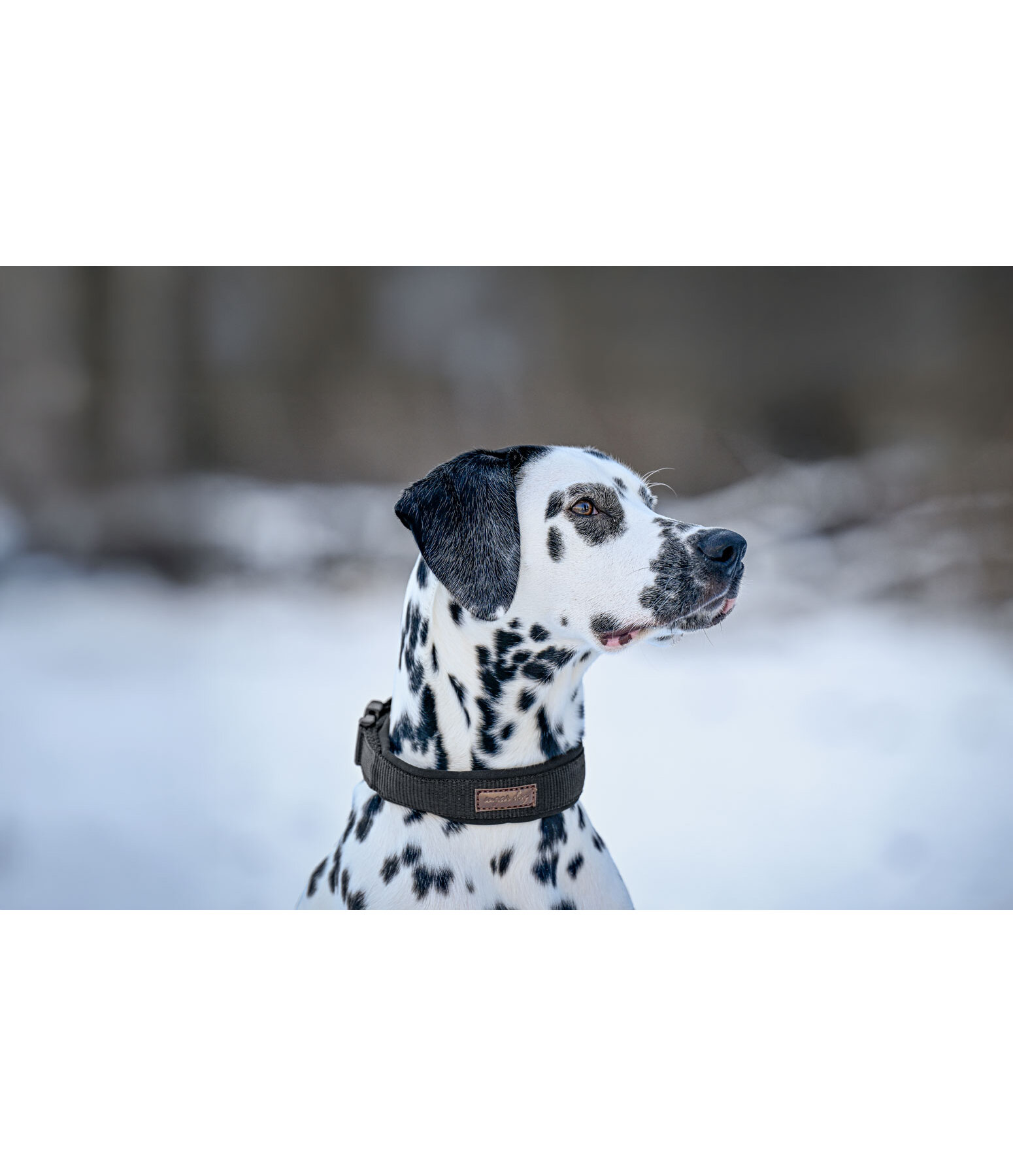 Hundehalsband Becks