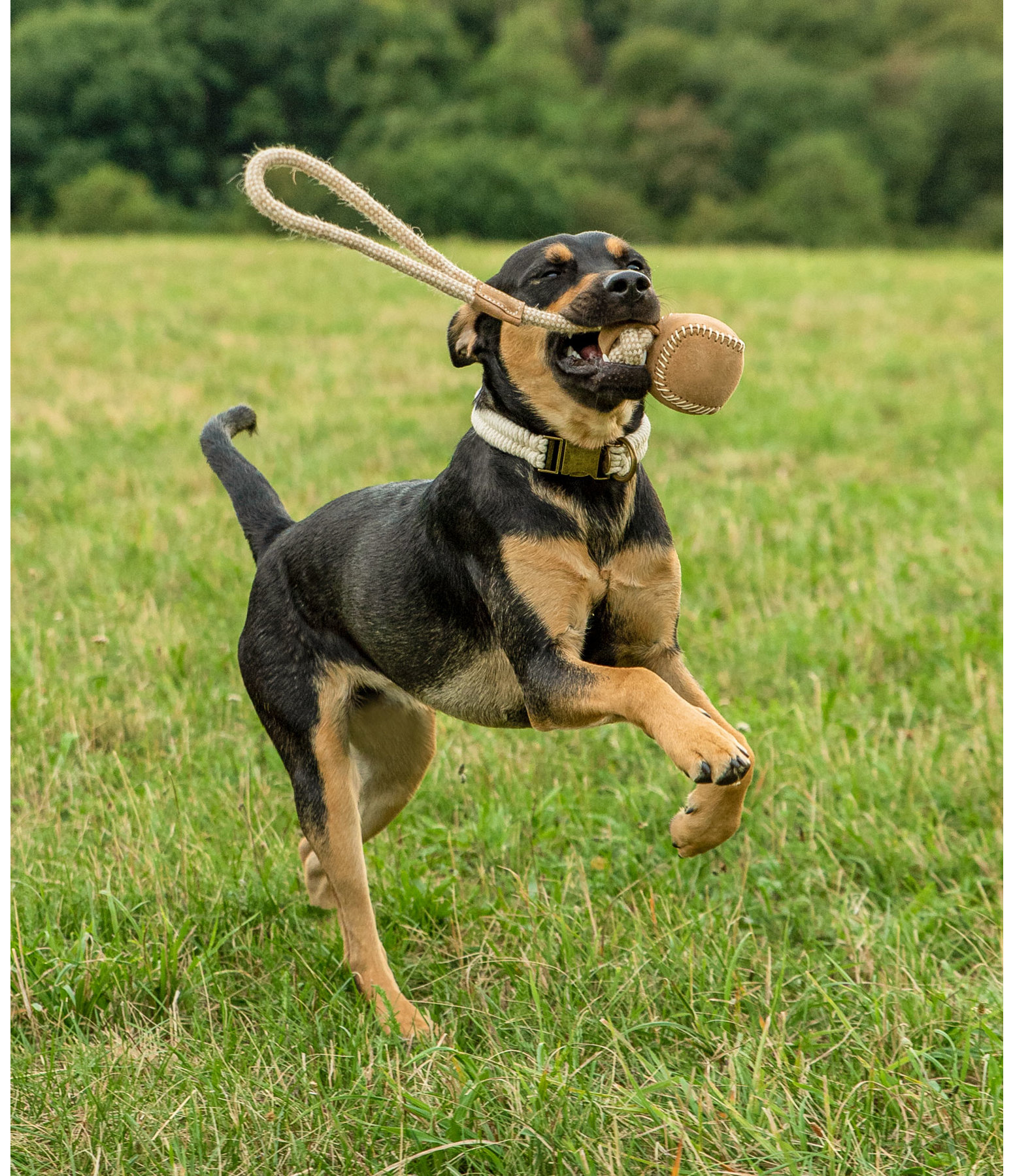 Wurf-Hundespielzeug Home Run