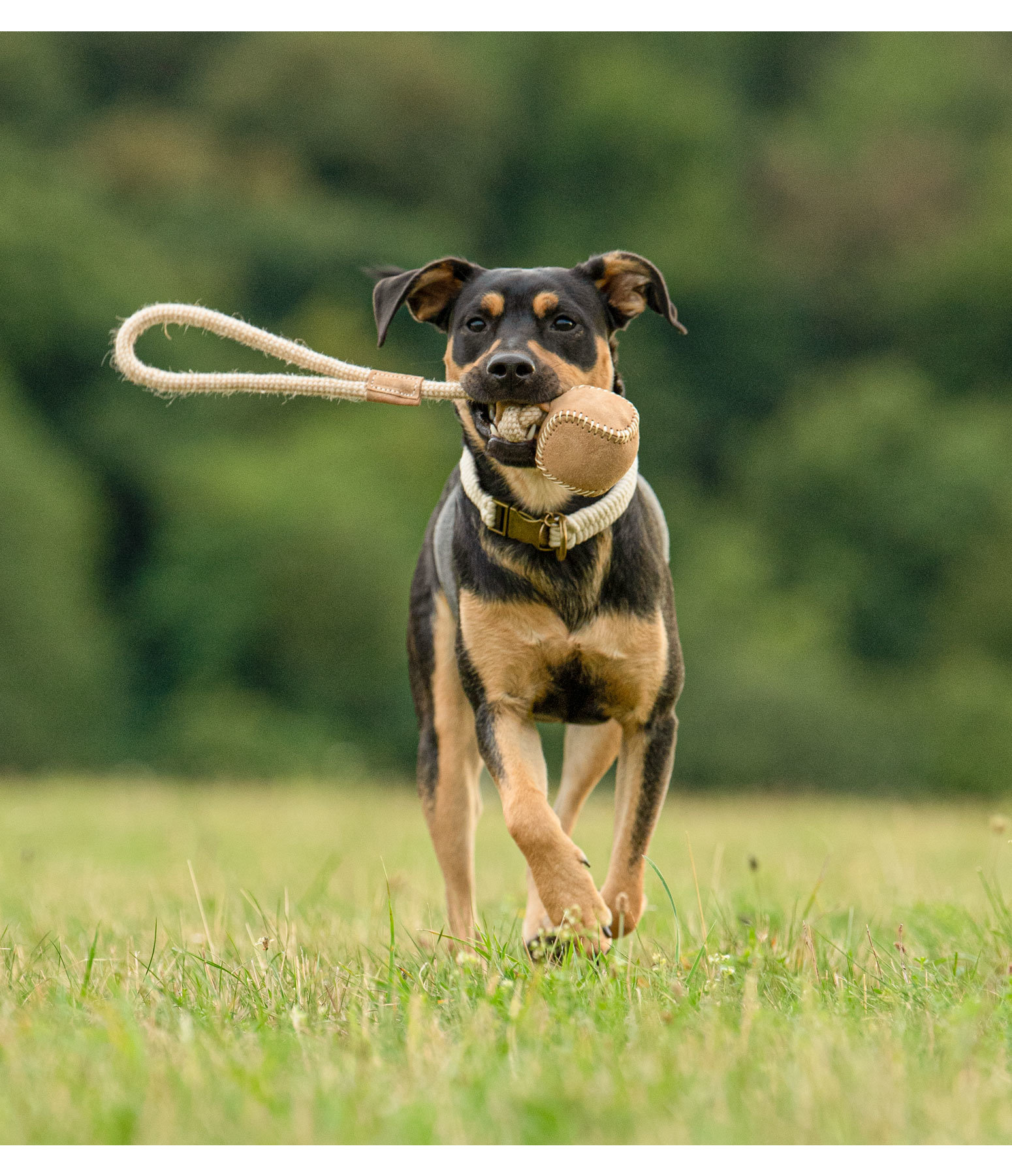 Wurf-Hundespielzeug Home Run