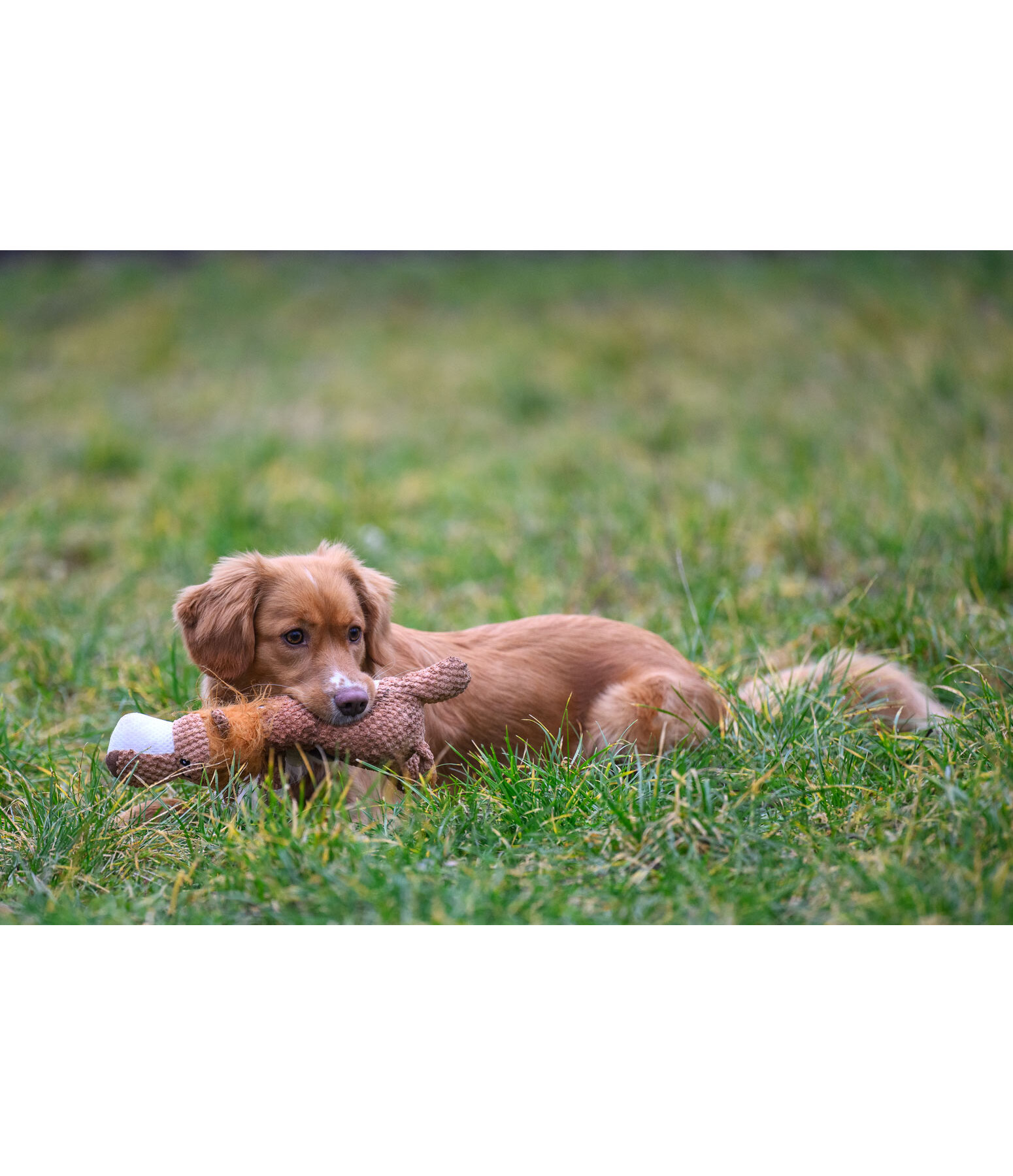 Hundespielzeug Kuschel-L�we Lio