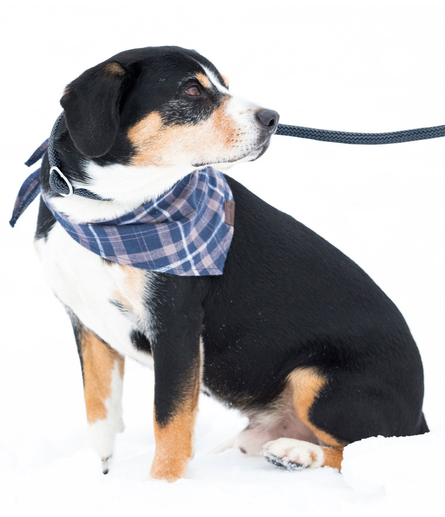 Retriever-Leine Rope