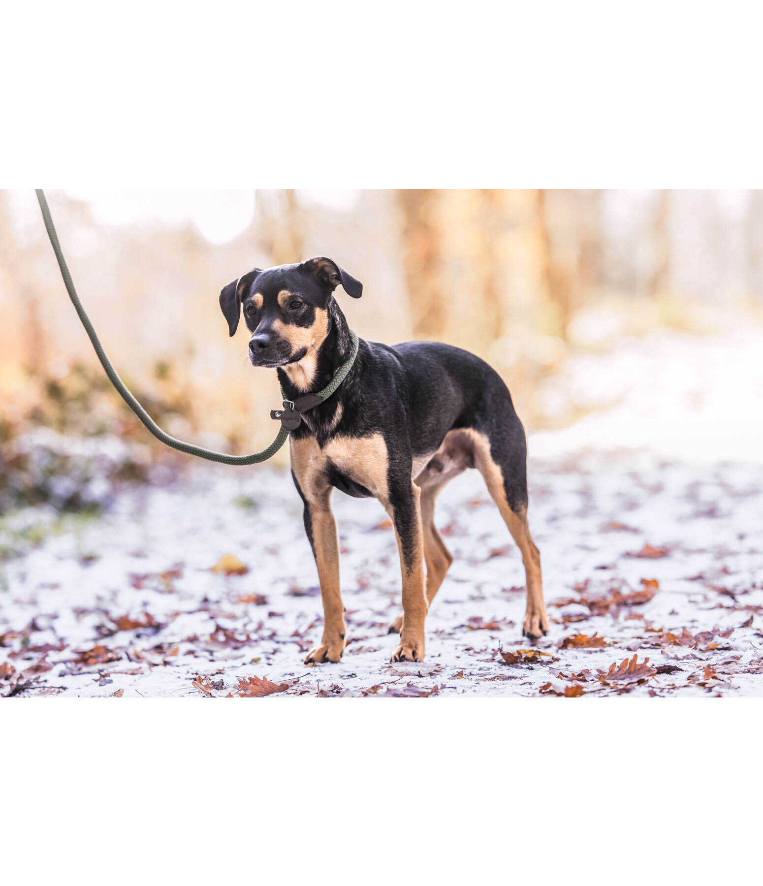 Retriever-Leine Rope