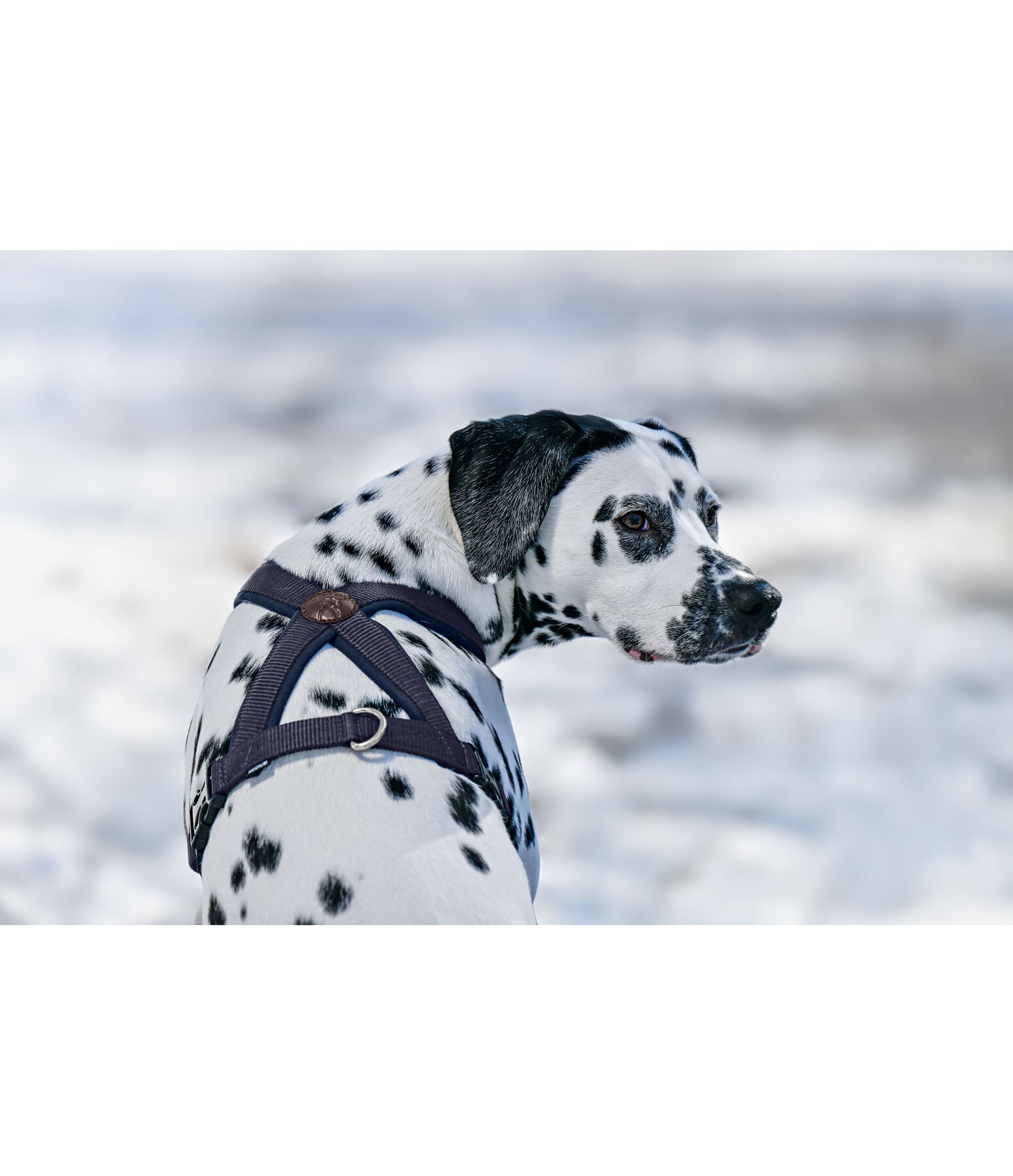 Hundegeschirr Piper