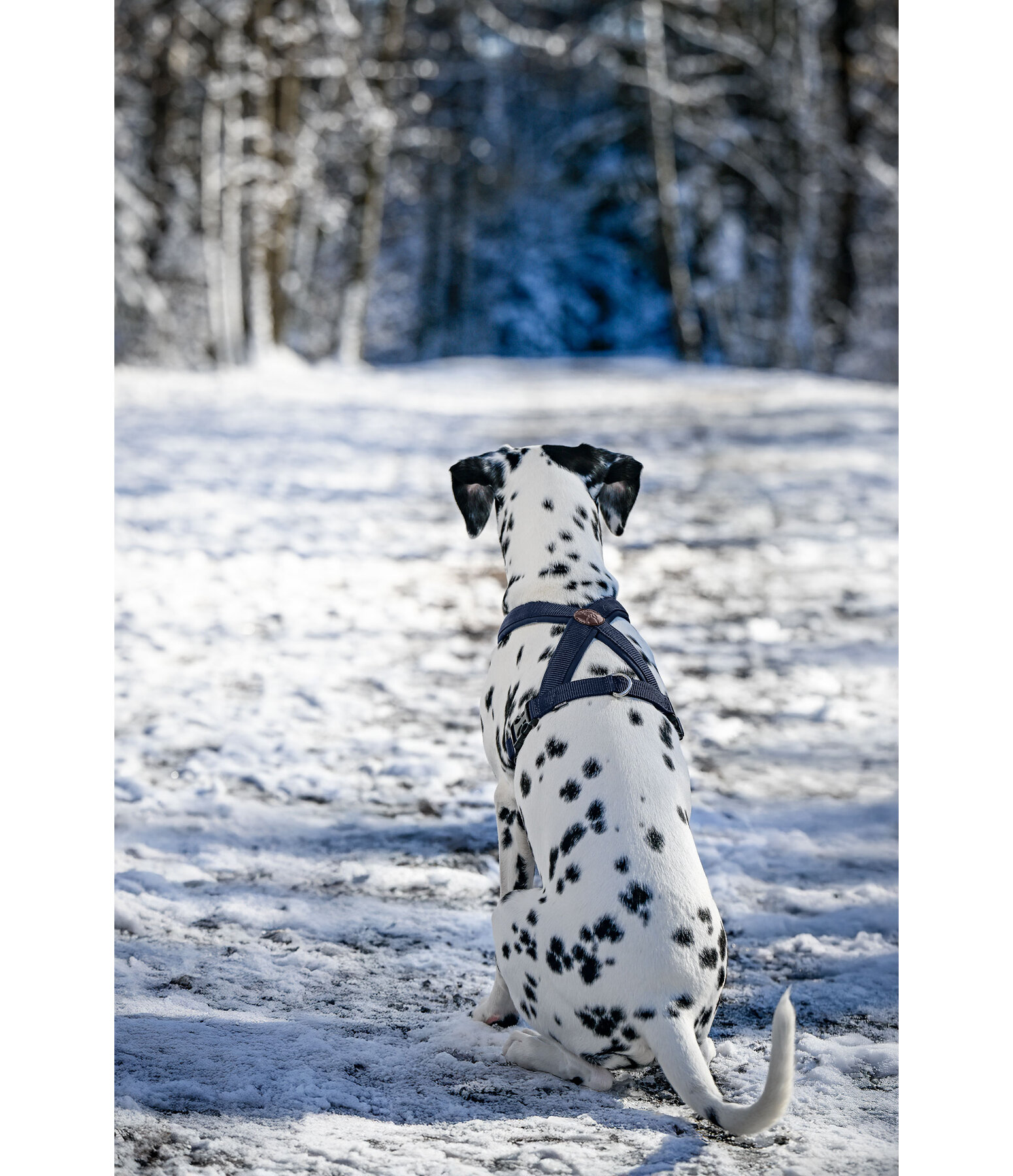 Hundegeschirr Piper