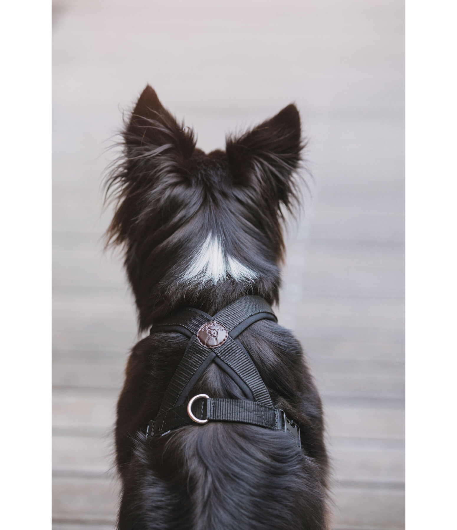 Hundegeschirr Piper